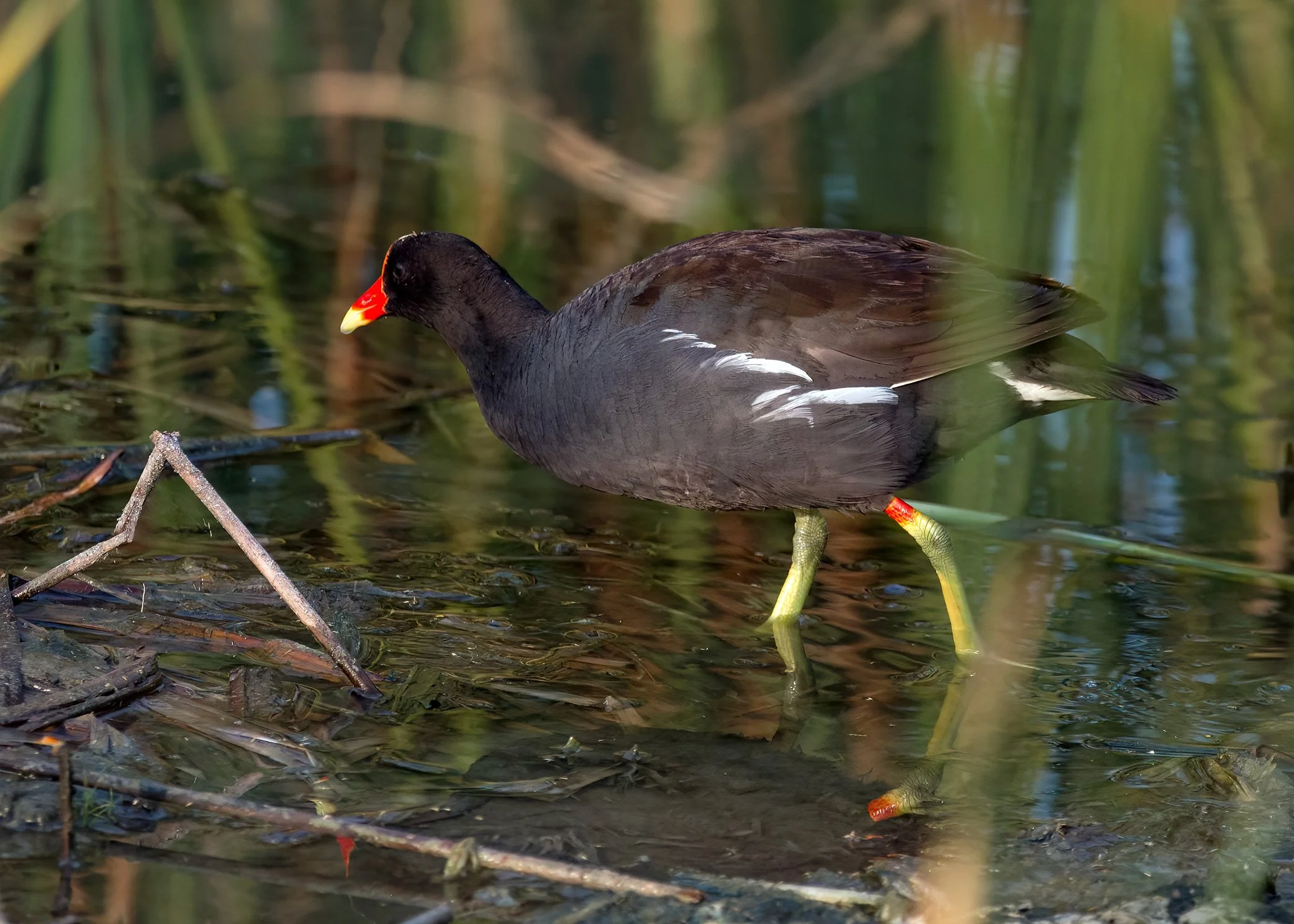 Common Gallinule