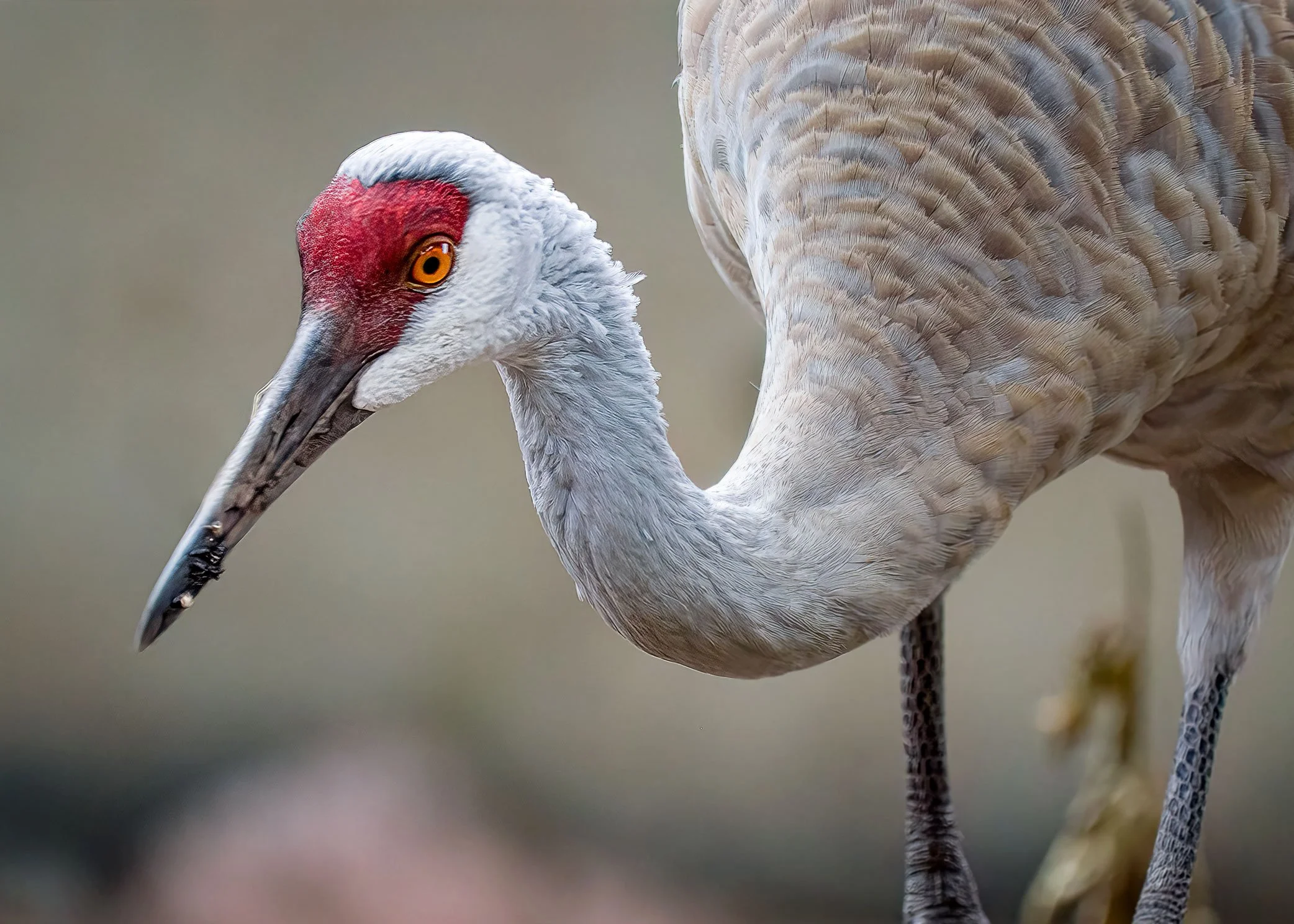 Sandhill Crane