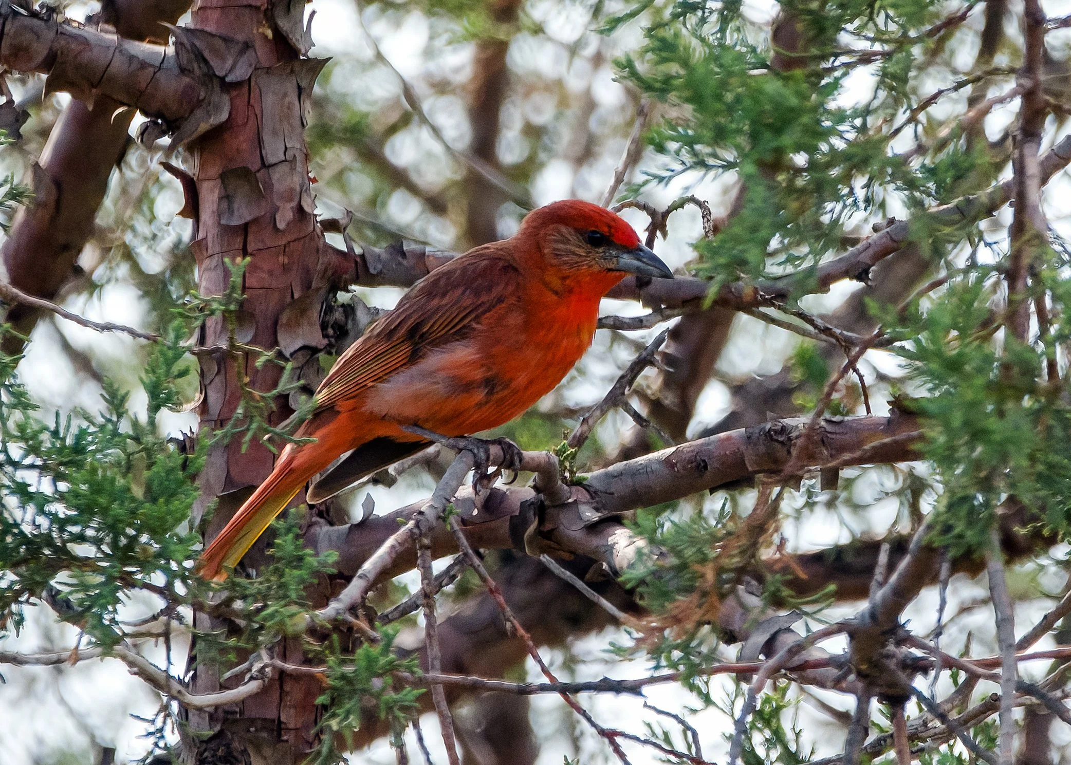 Hepatic Tanager, male