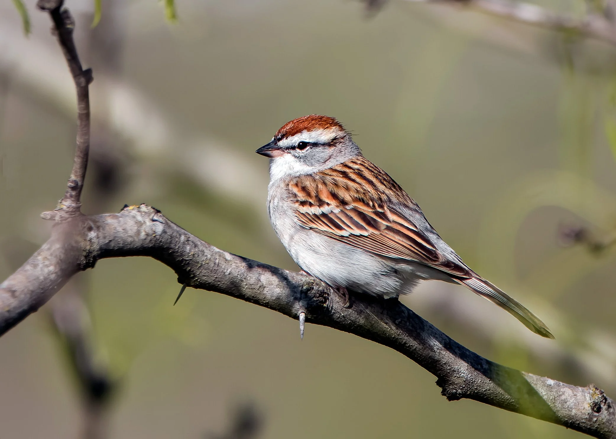 Chipping Sparrow