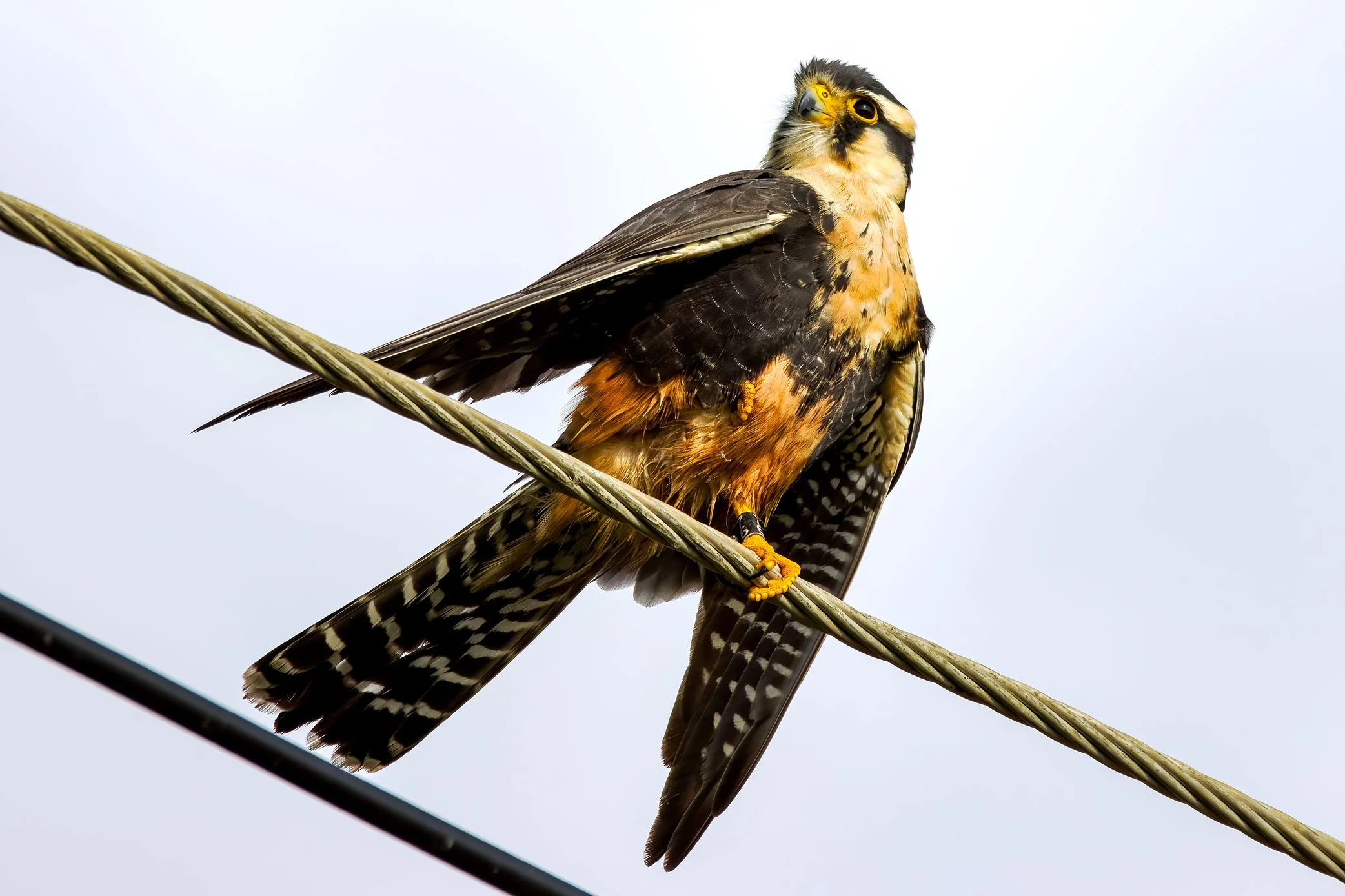 Aplomado Falcon