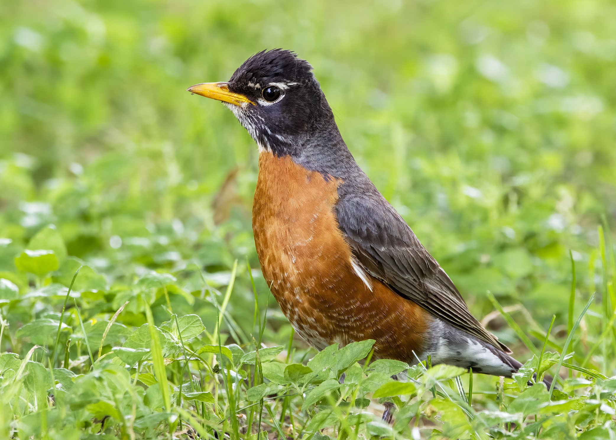 American Robin