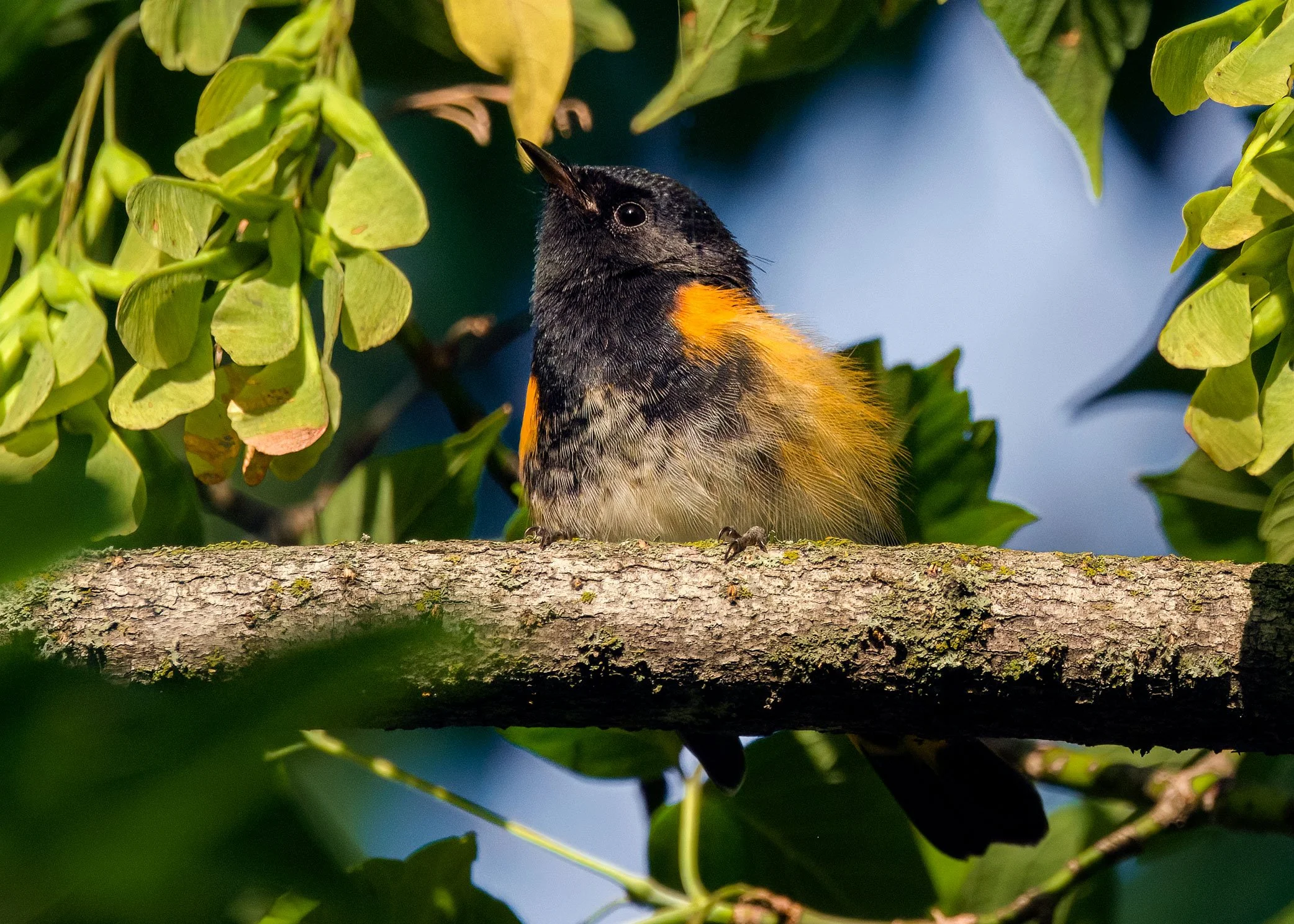 American Redstart, male
