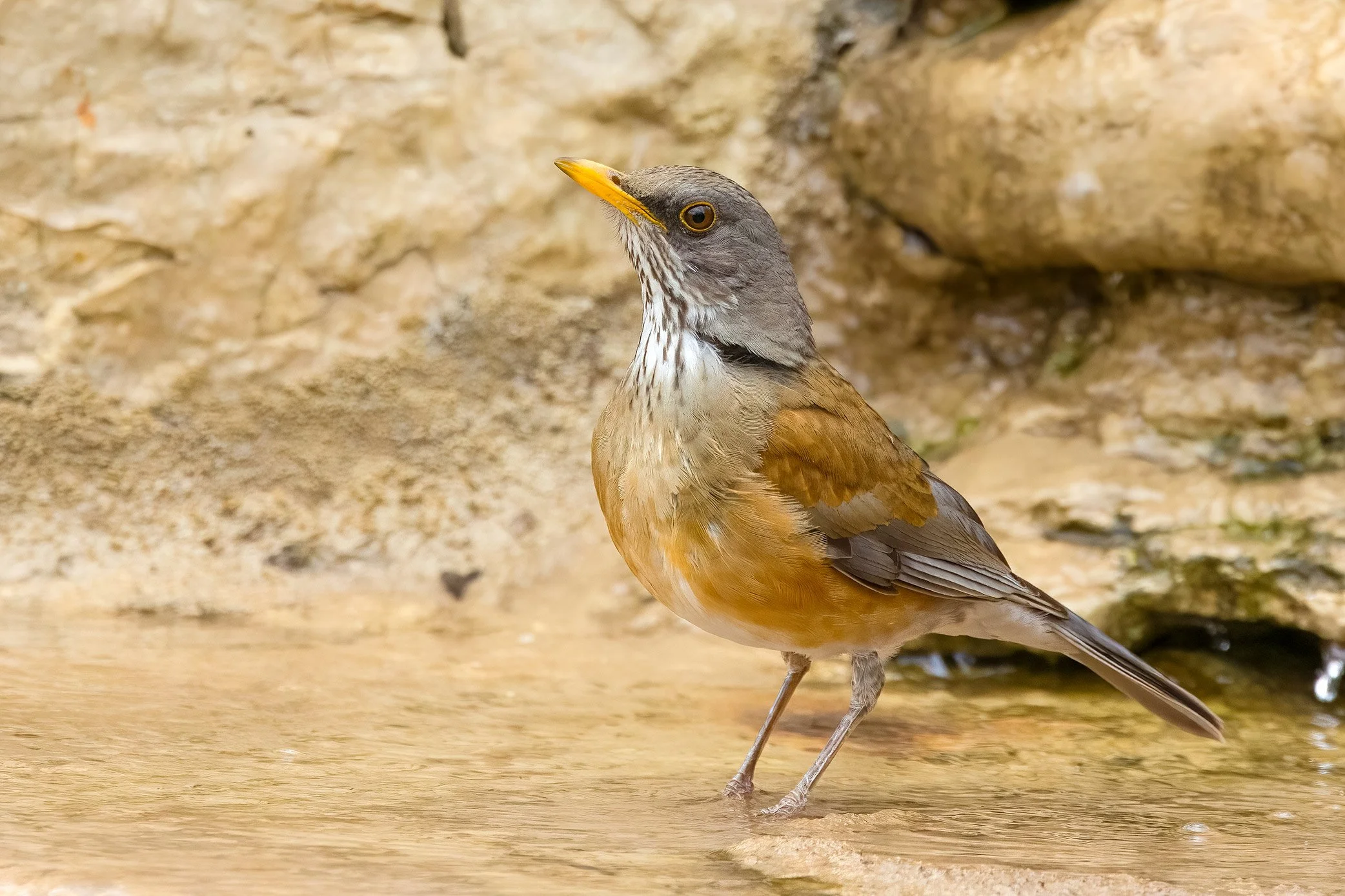 Rufous-backed Robin