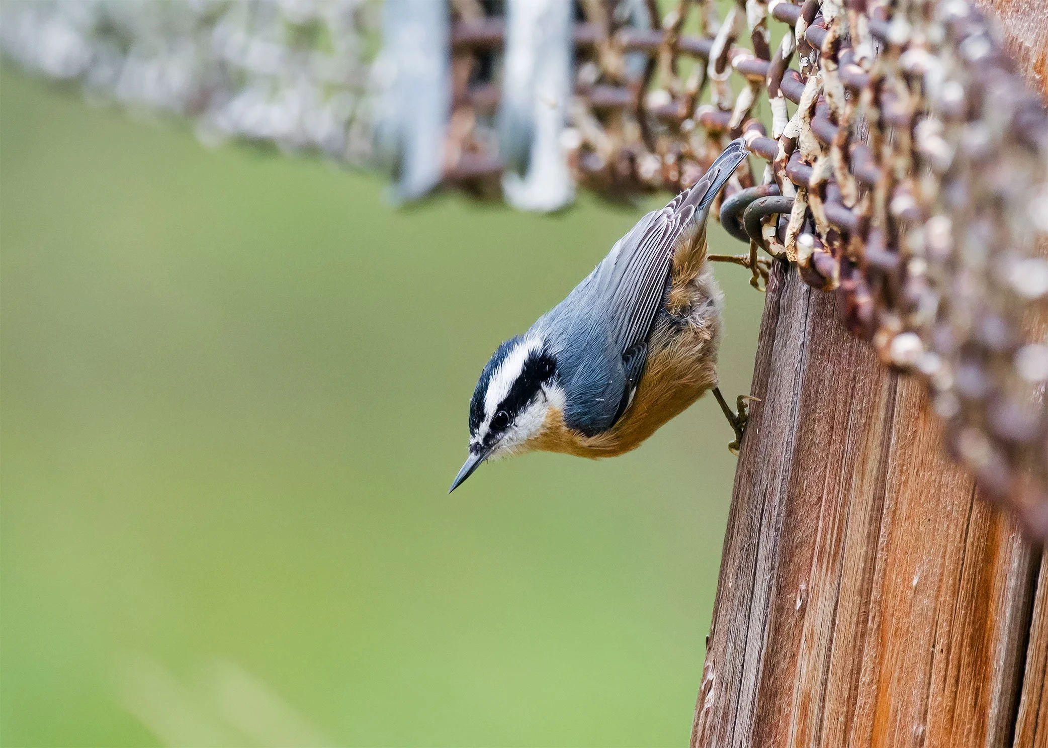 Red-breasted Nuthatch
