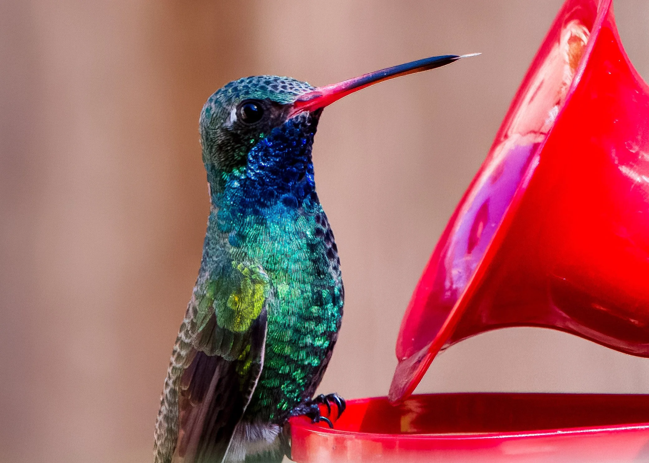 BroadbilledHummingbird2-2.jpg