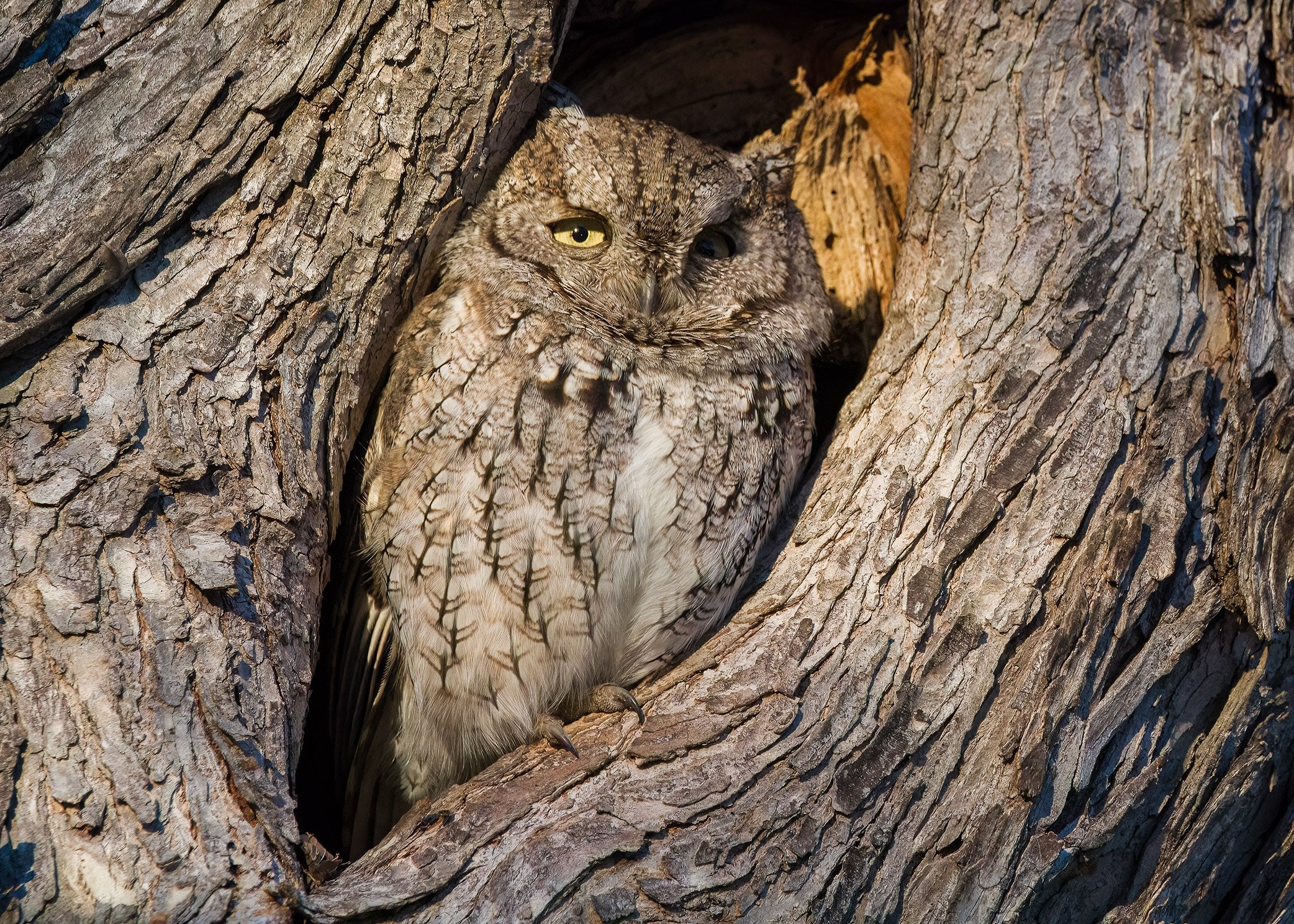 Eastern Screech-Owl