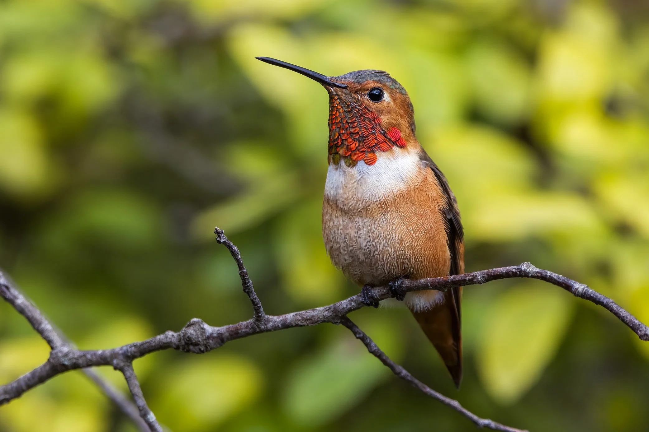 Allen's Hummingbird
