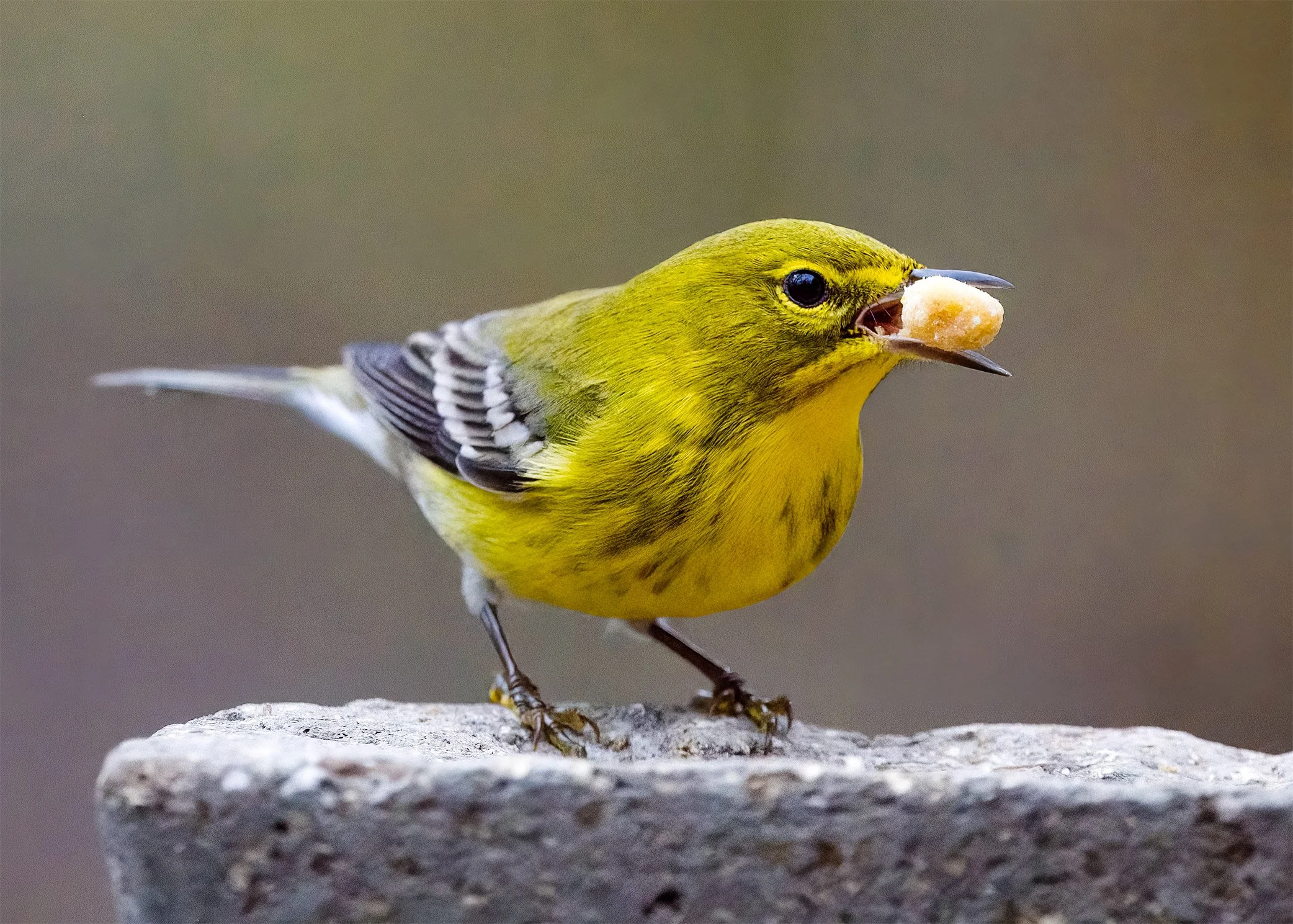 Pine Warbler