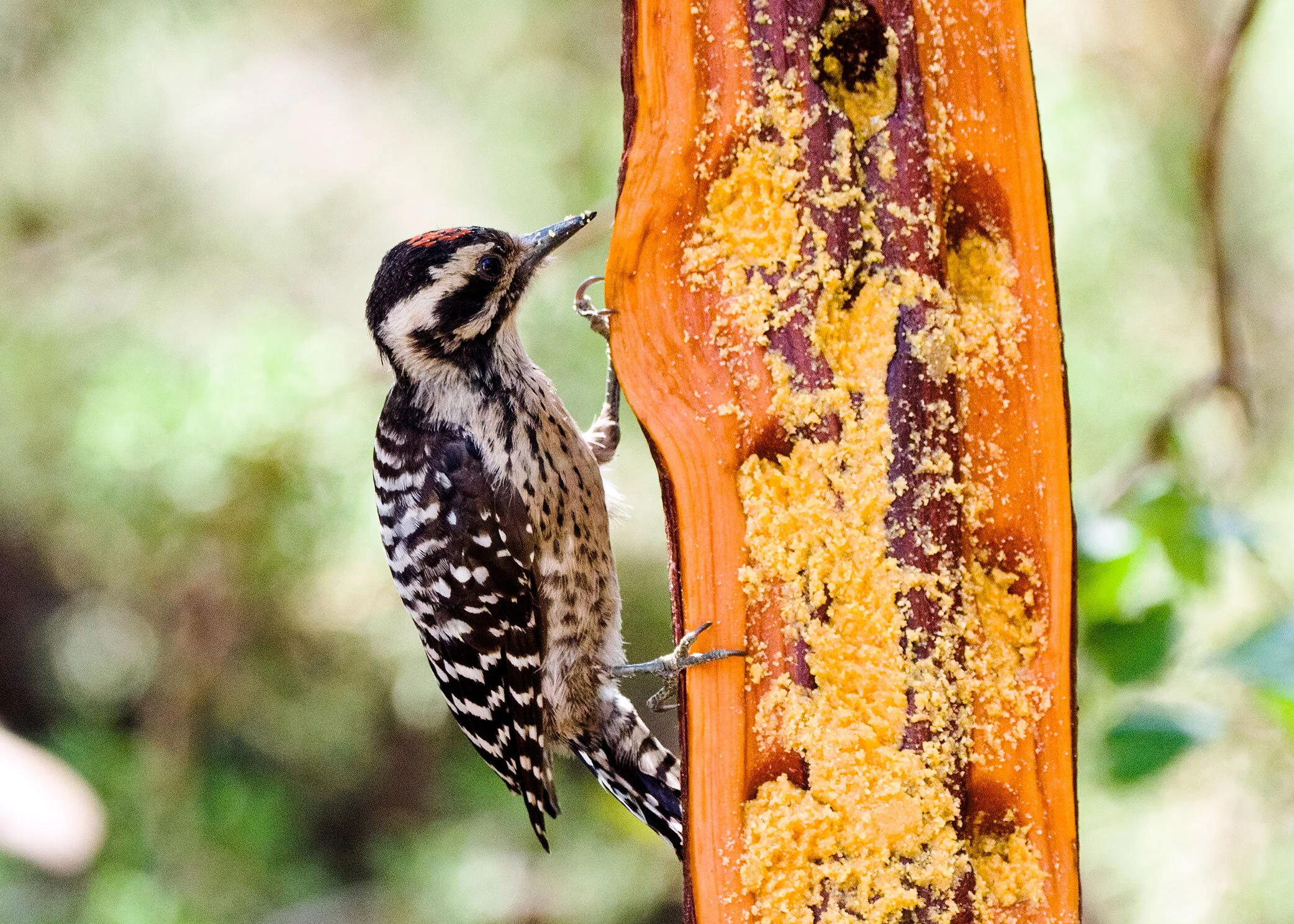 Ladder-backed Woodpecker
