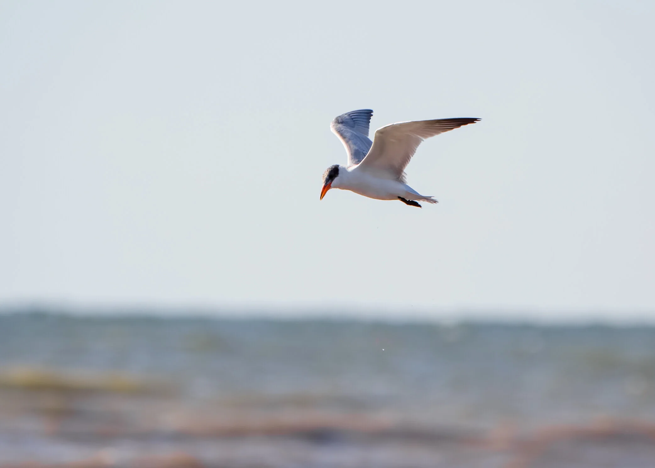 Caspian Tern