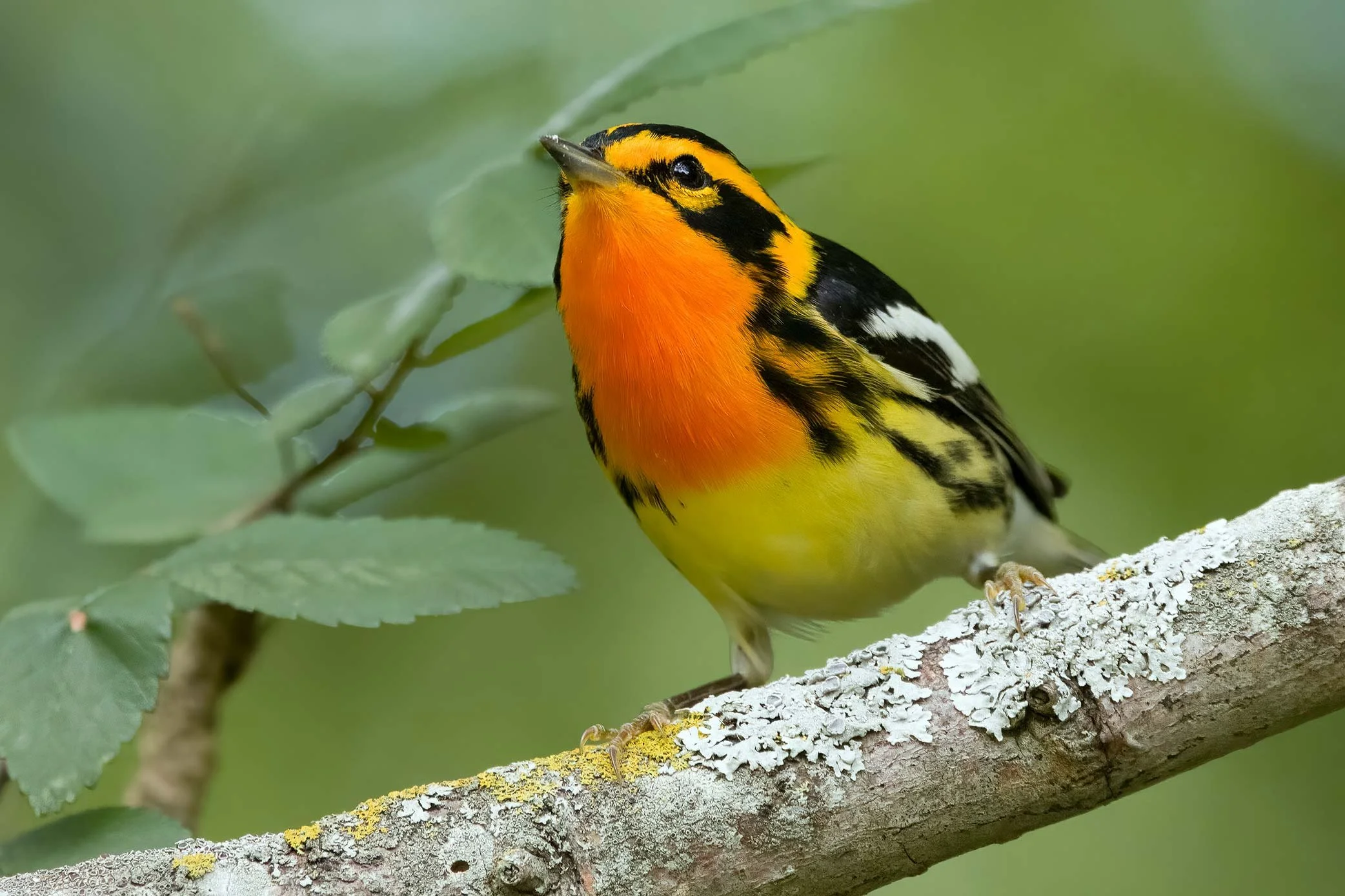 Blackburnian Warbler