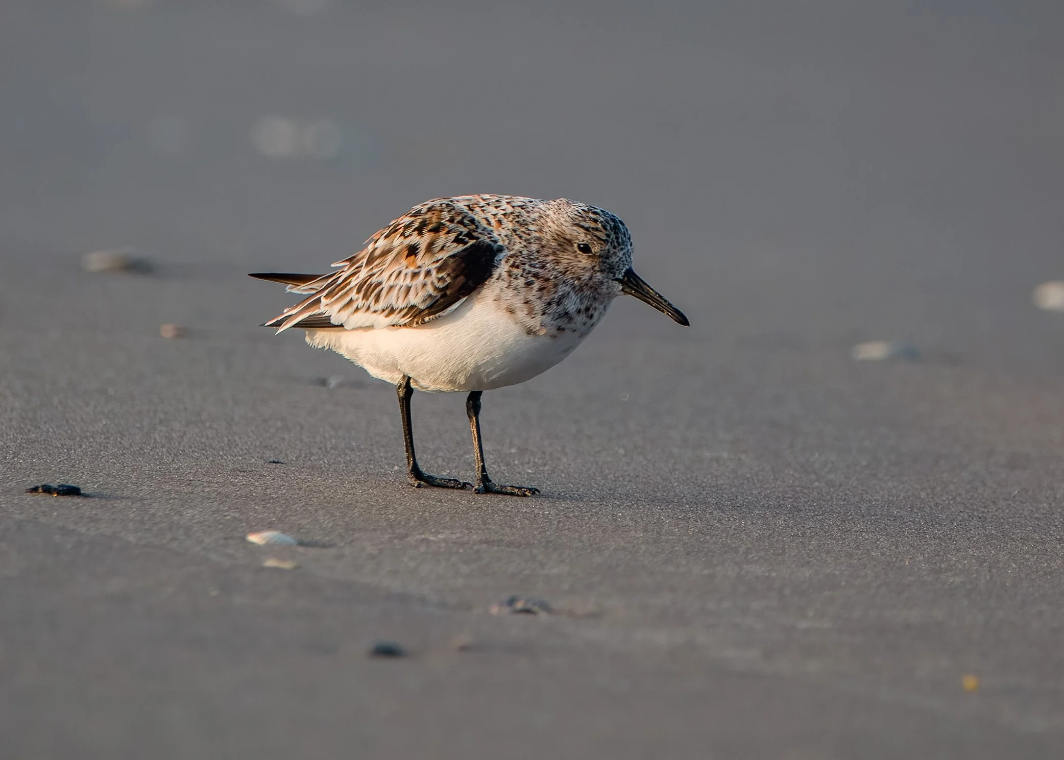 Sanderling