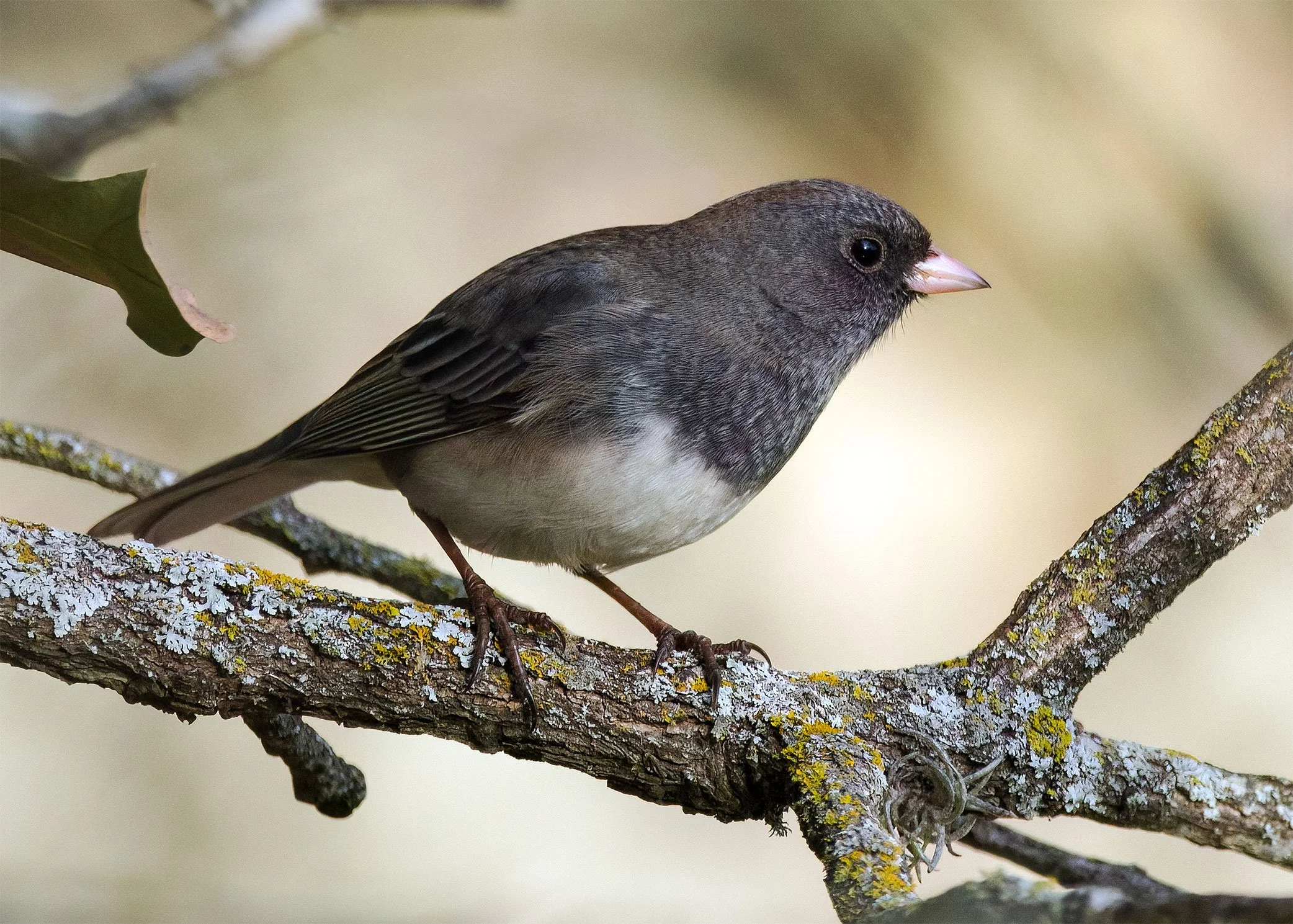 Dark-eyed Junco