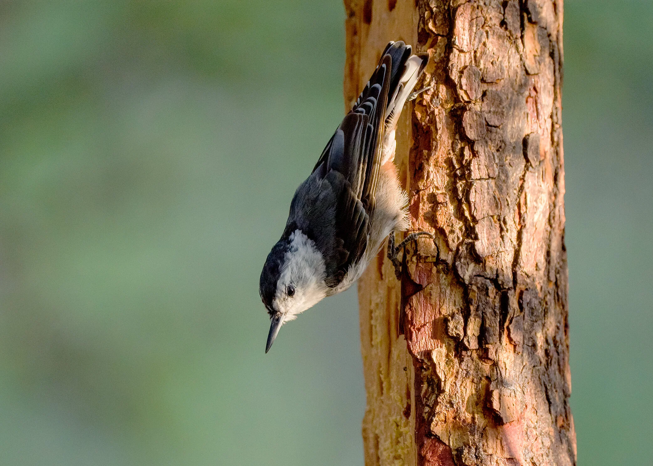 White-breasted Nuthatch