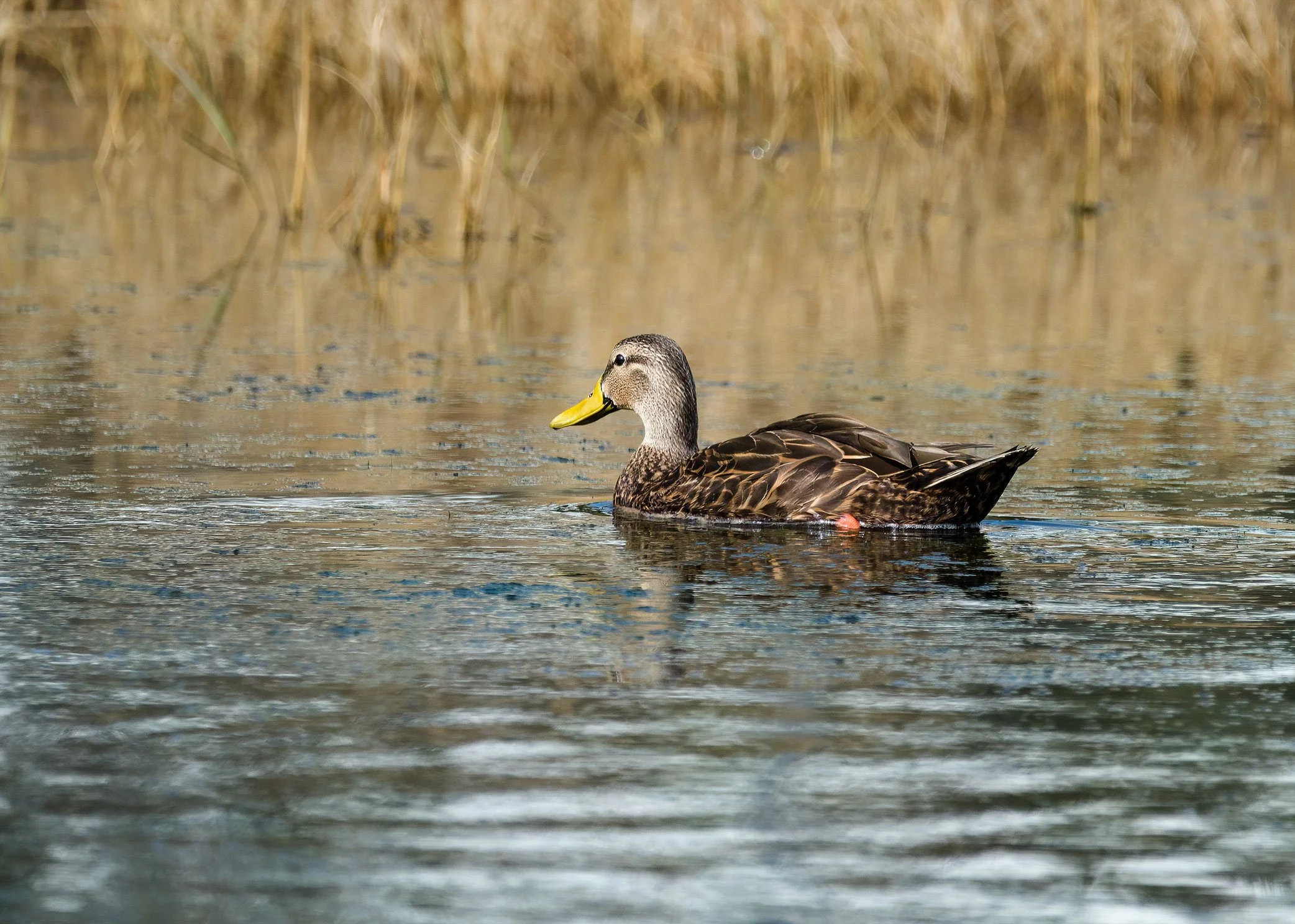 Mottled Duck