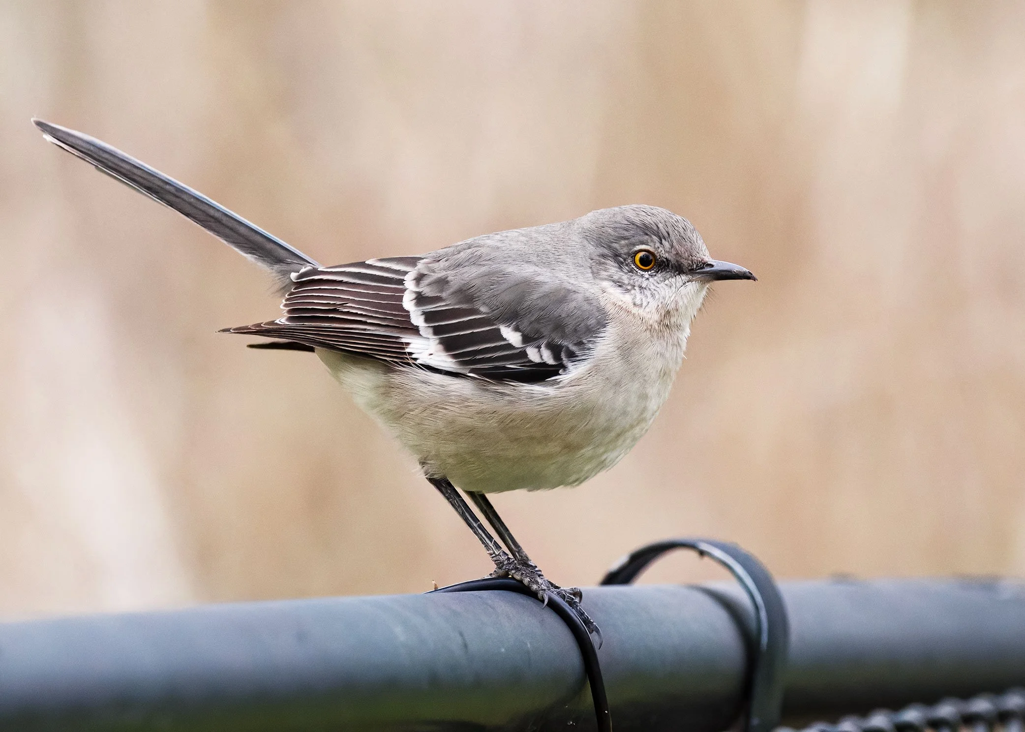 Northern Mockingbird