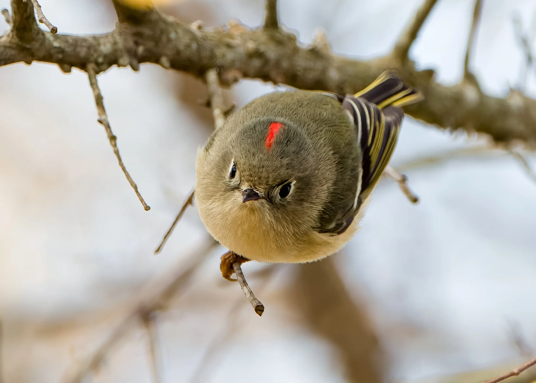 Ruby-crowned Kinglet