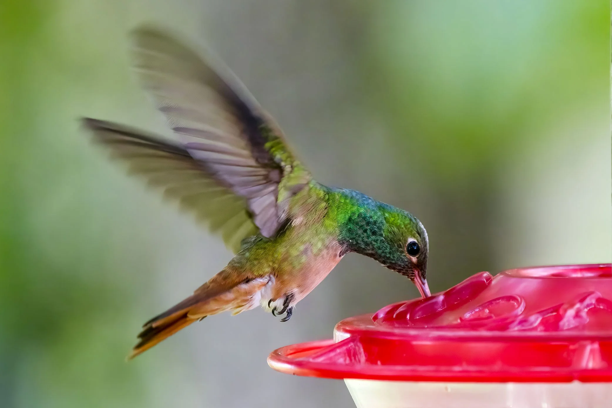 Buff-bellied Hummingbird