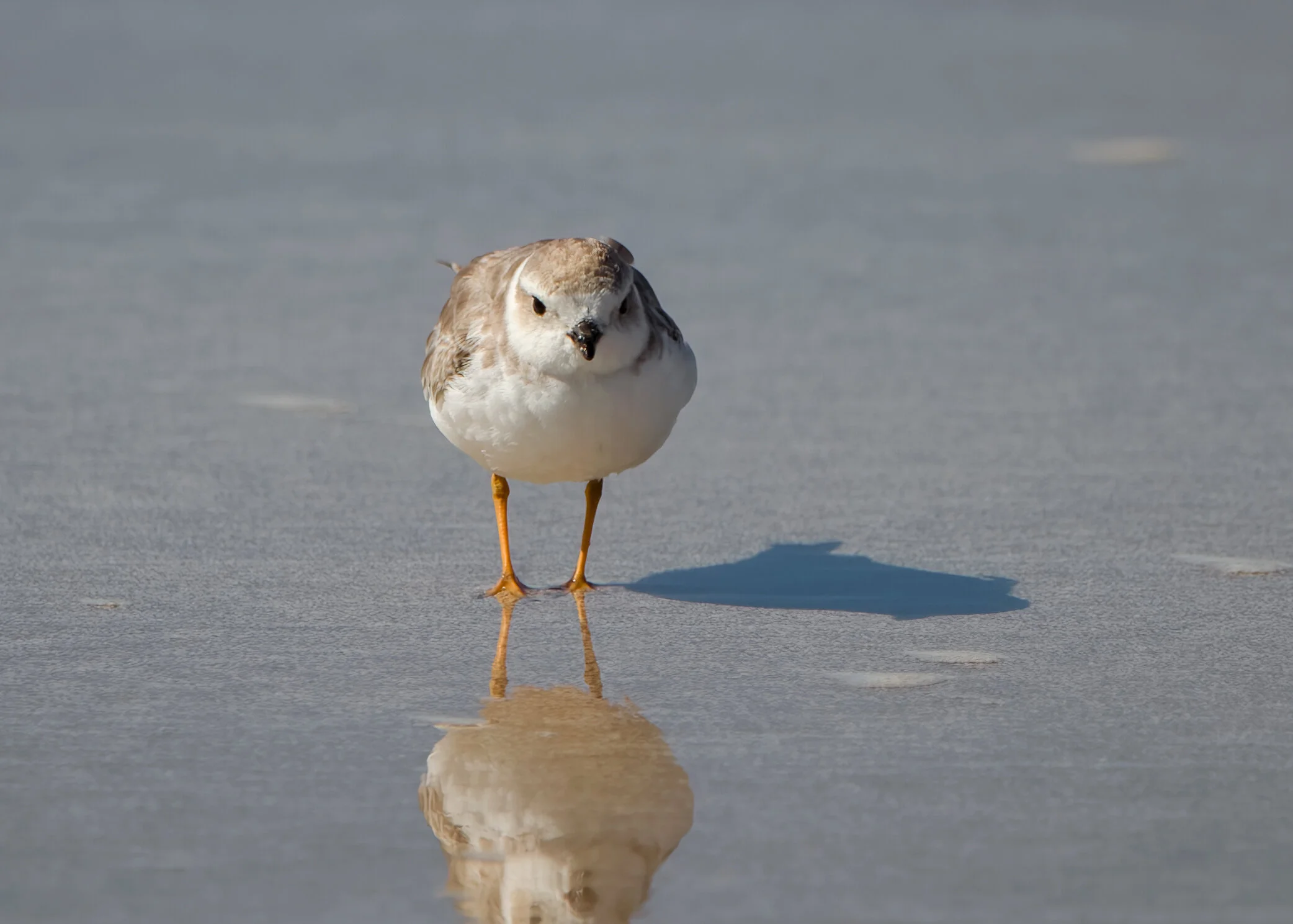 Piping Plover