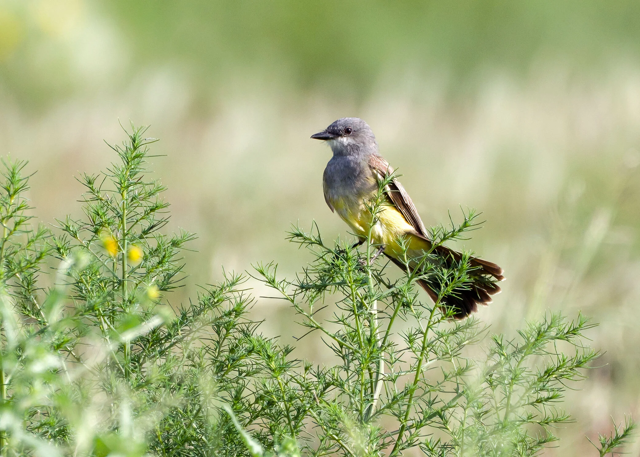 Cassin's Kingbird