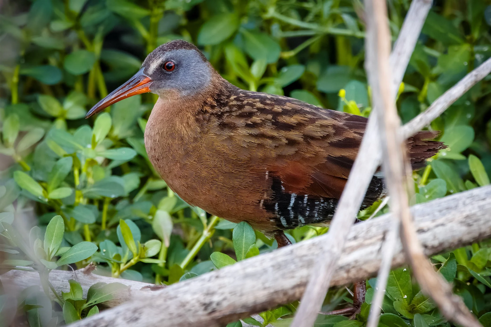Virginia Rail