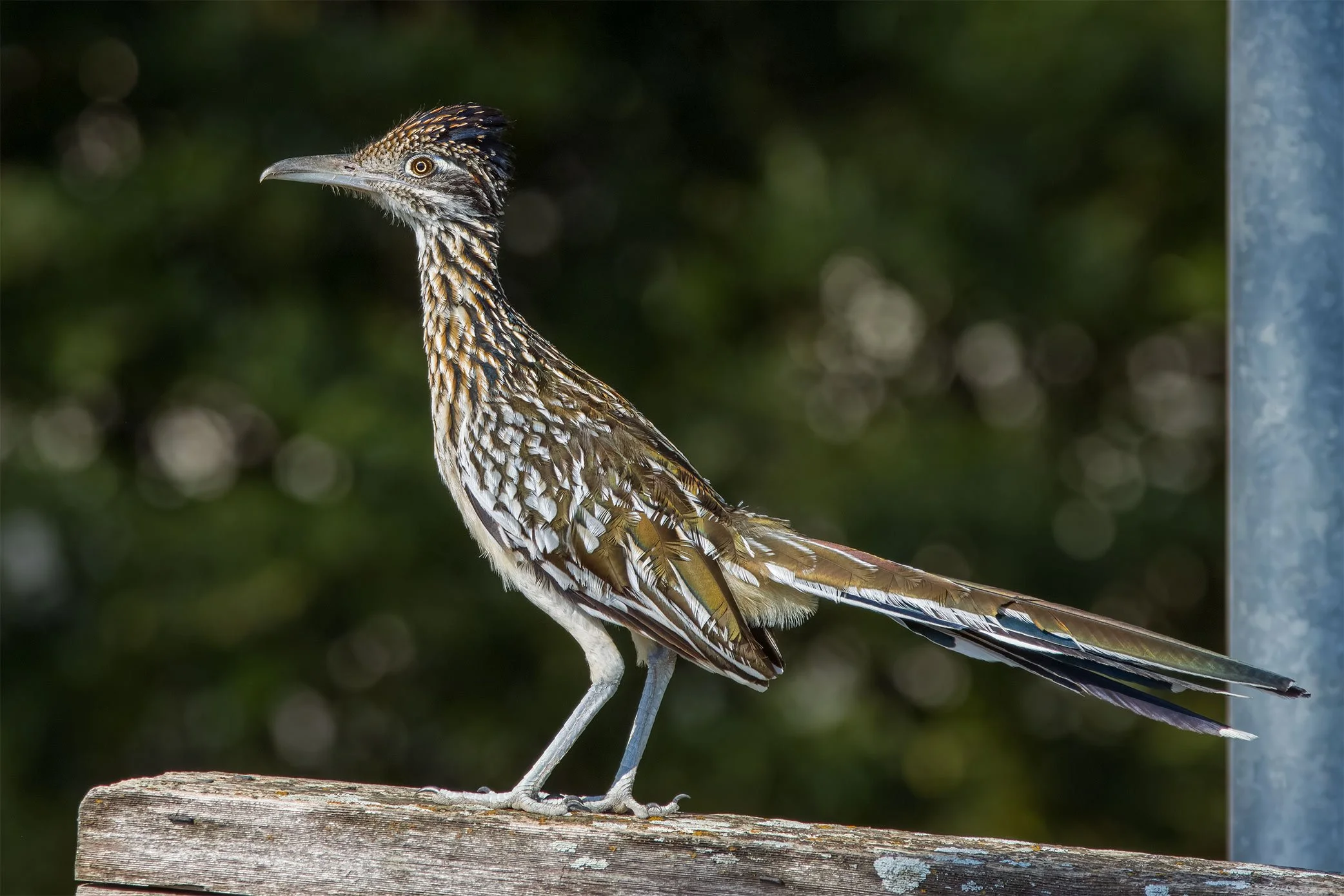 Greater Roadrunner