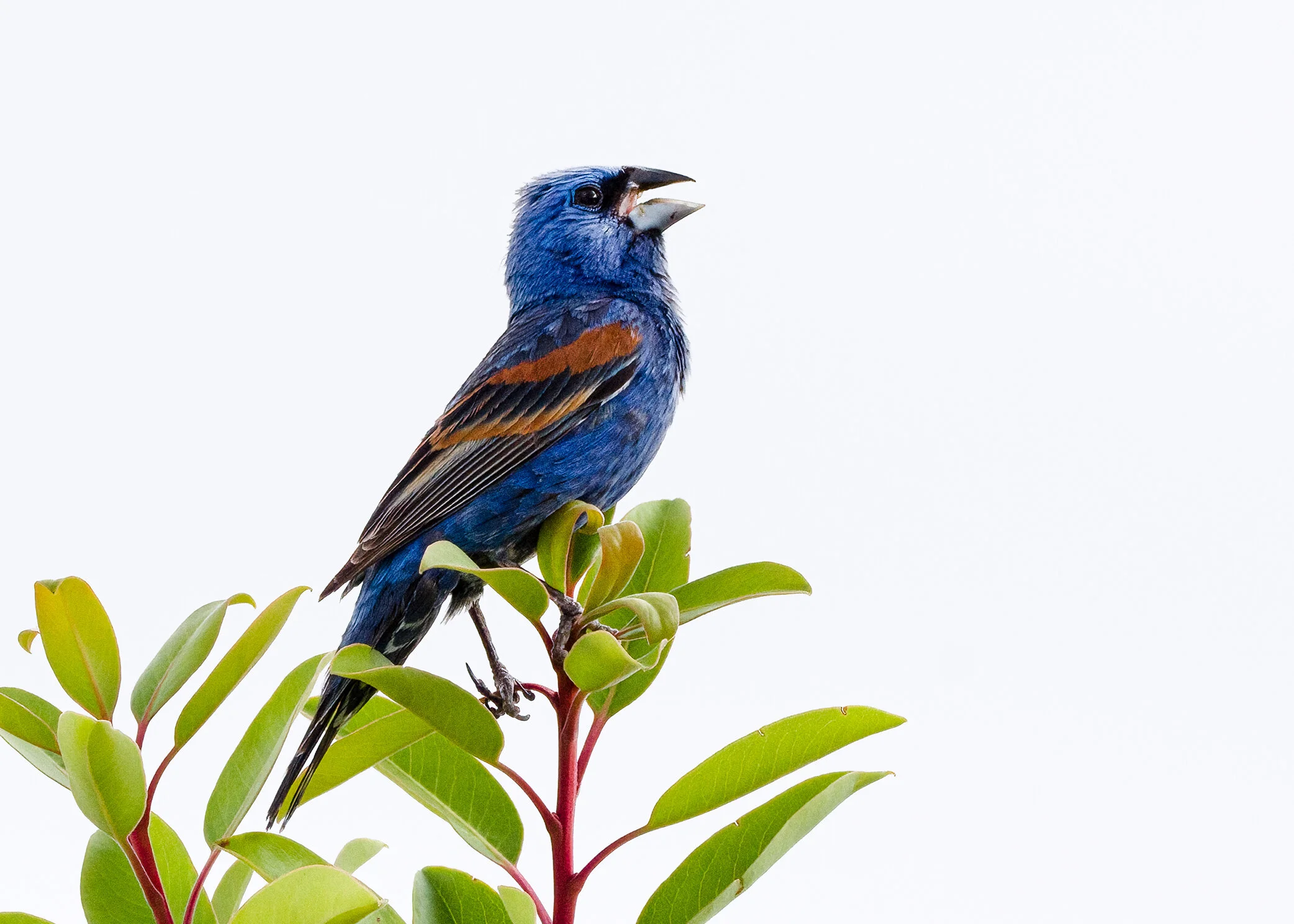 Blue Grosbeak