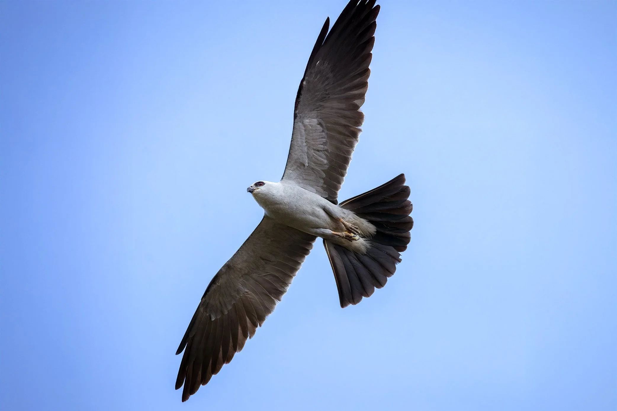 Mississippi Kite