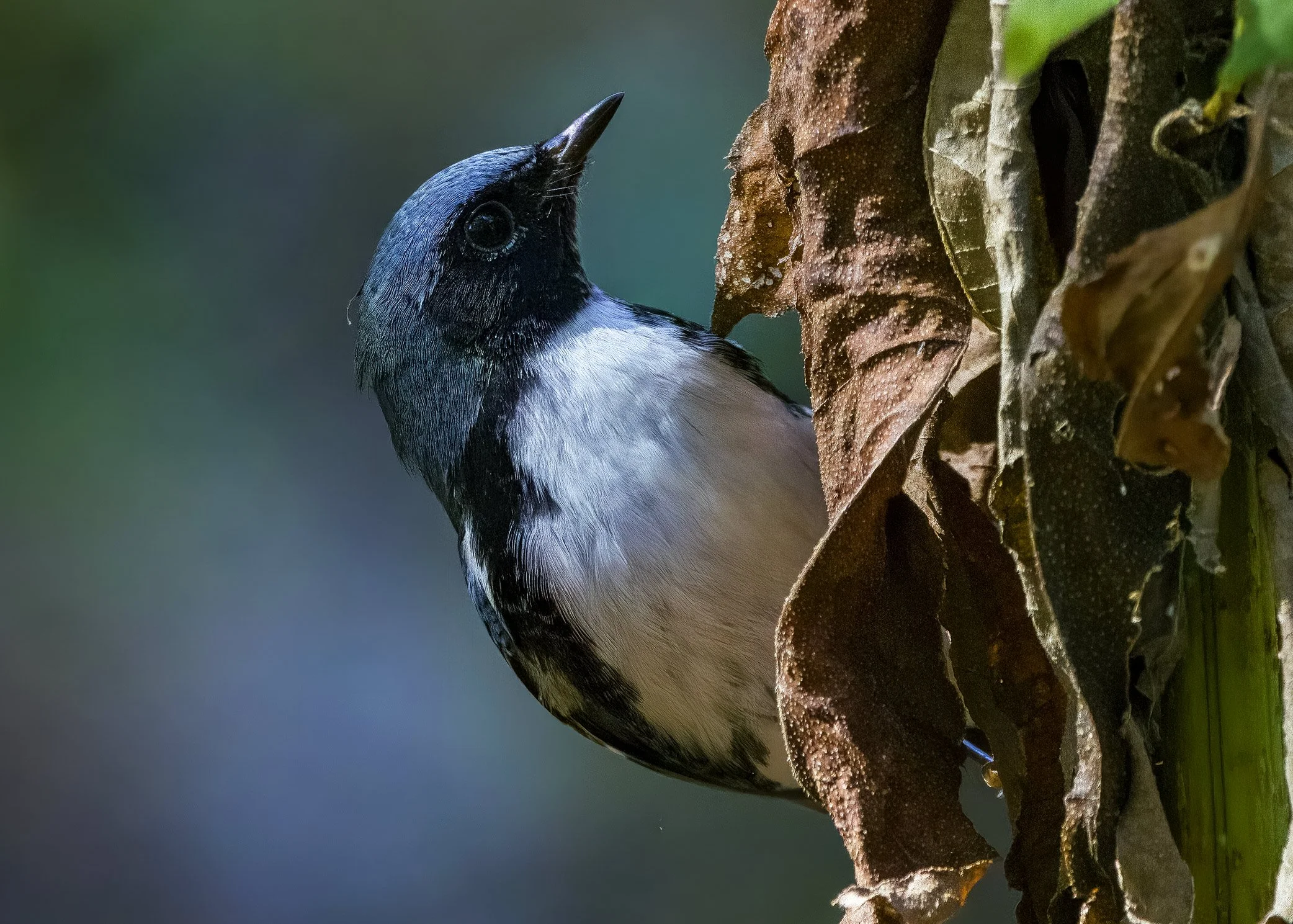 Black-throated Blue Warbler