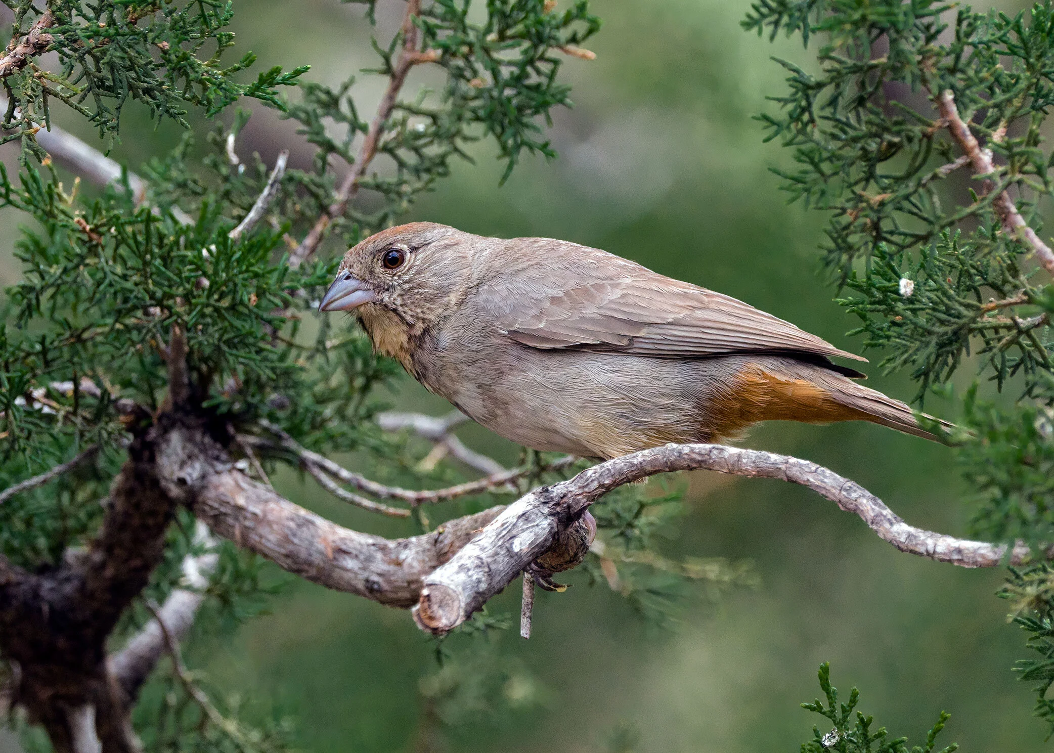 Canyon Towhee