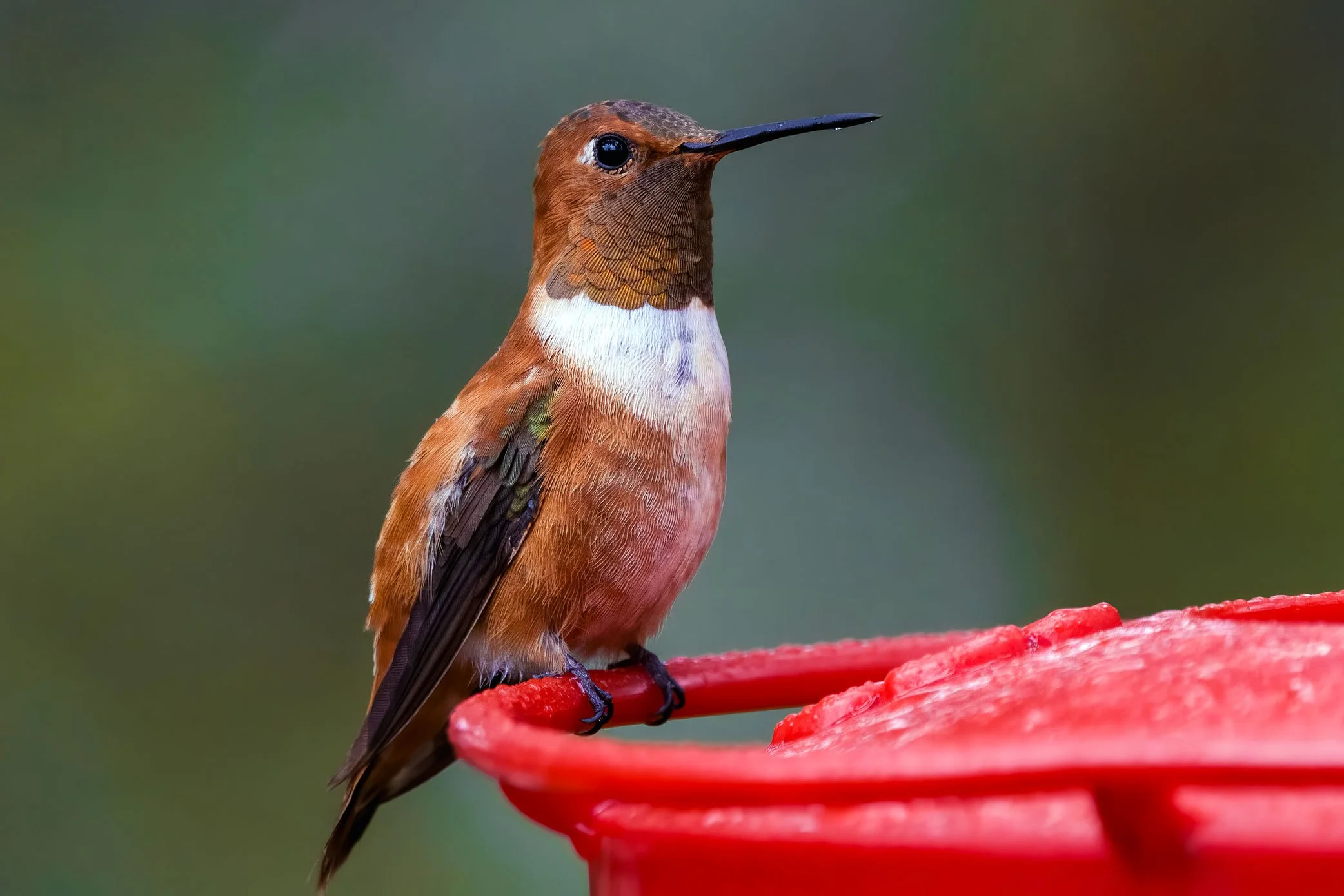 Rufous Hummingbird (male)