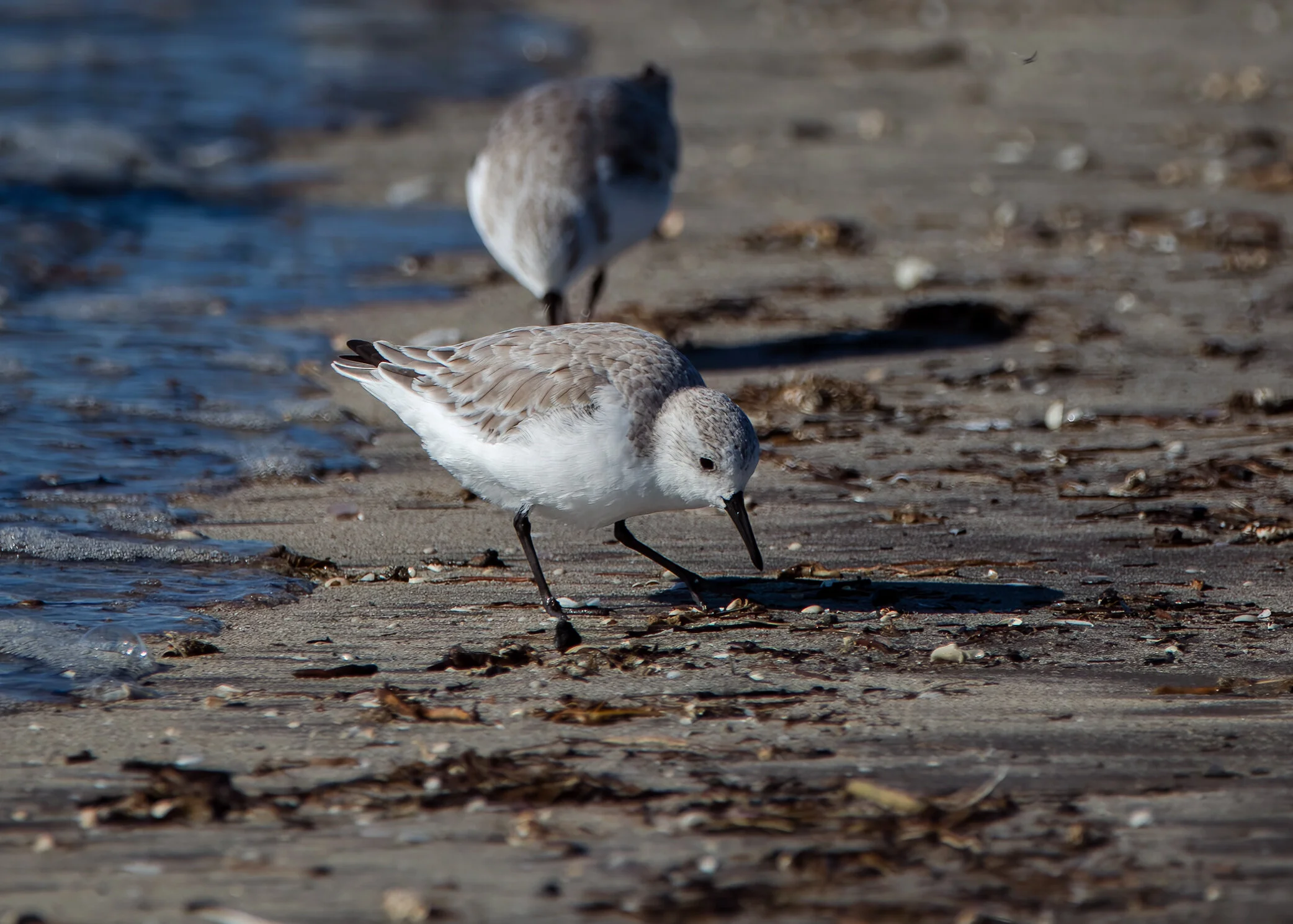 Sanderling