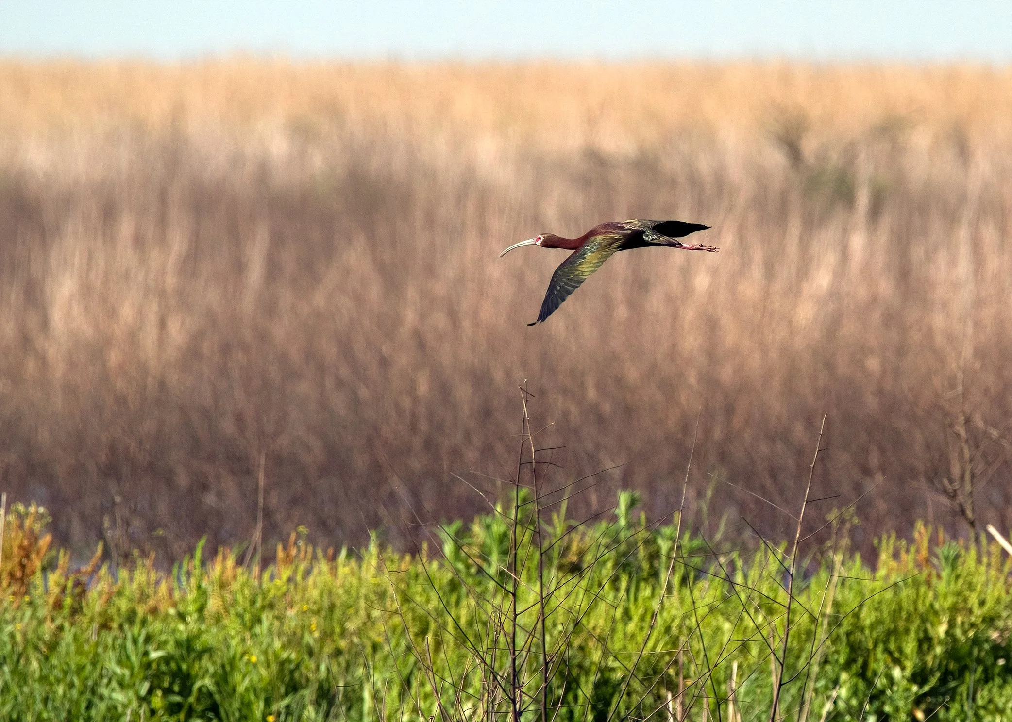 White-faced Ibis