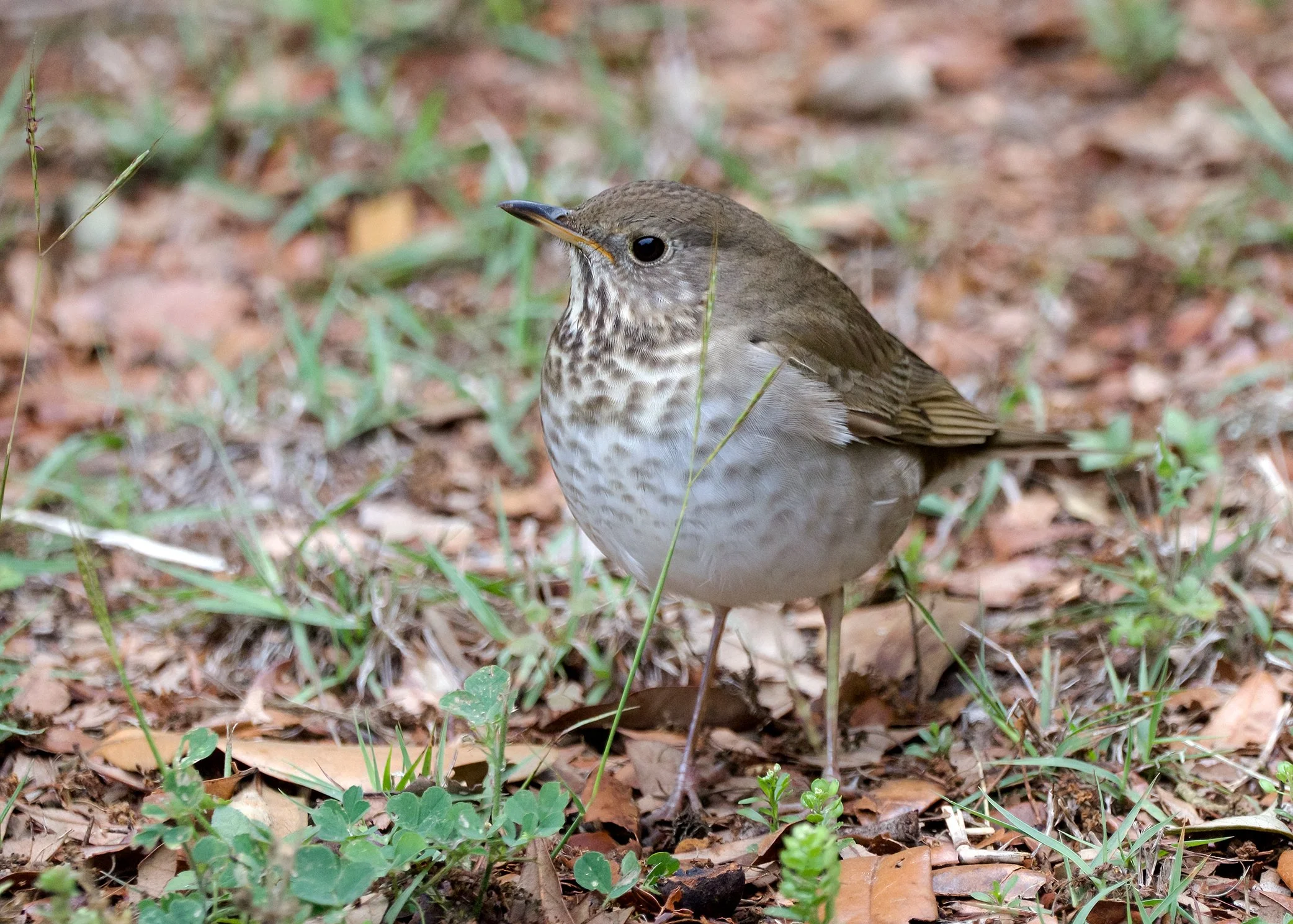 Gray-cheeked Thrush