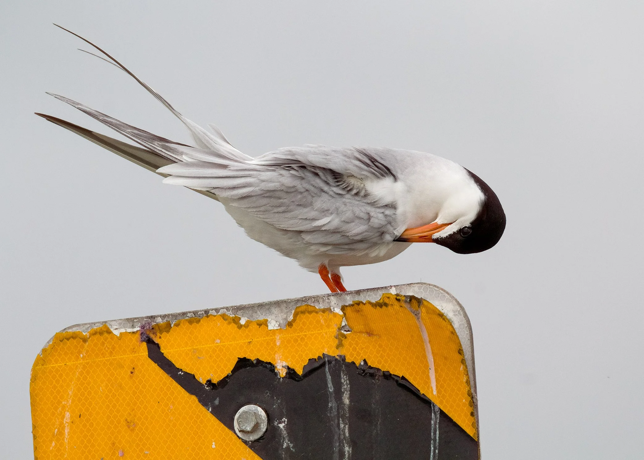 Forster's Tern
