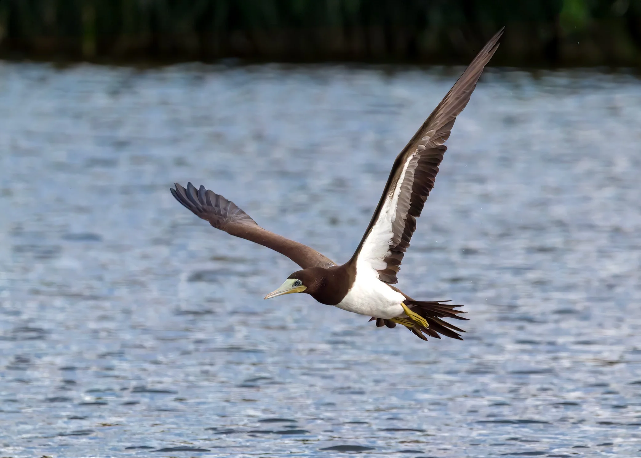 BrownBooby5.jpg