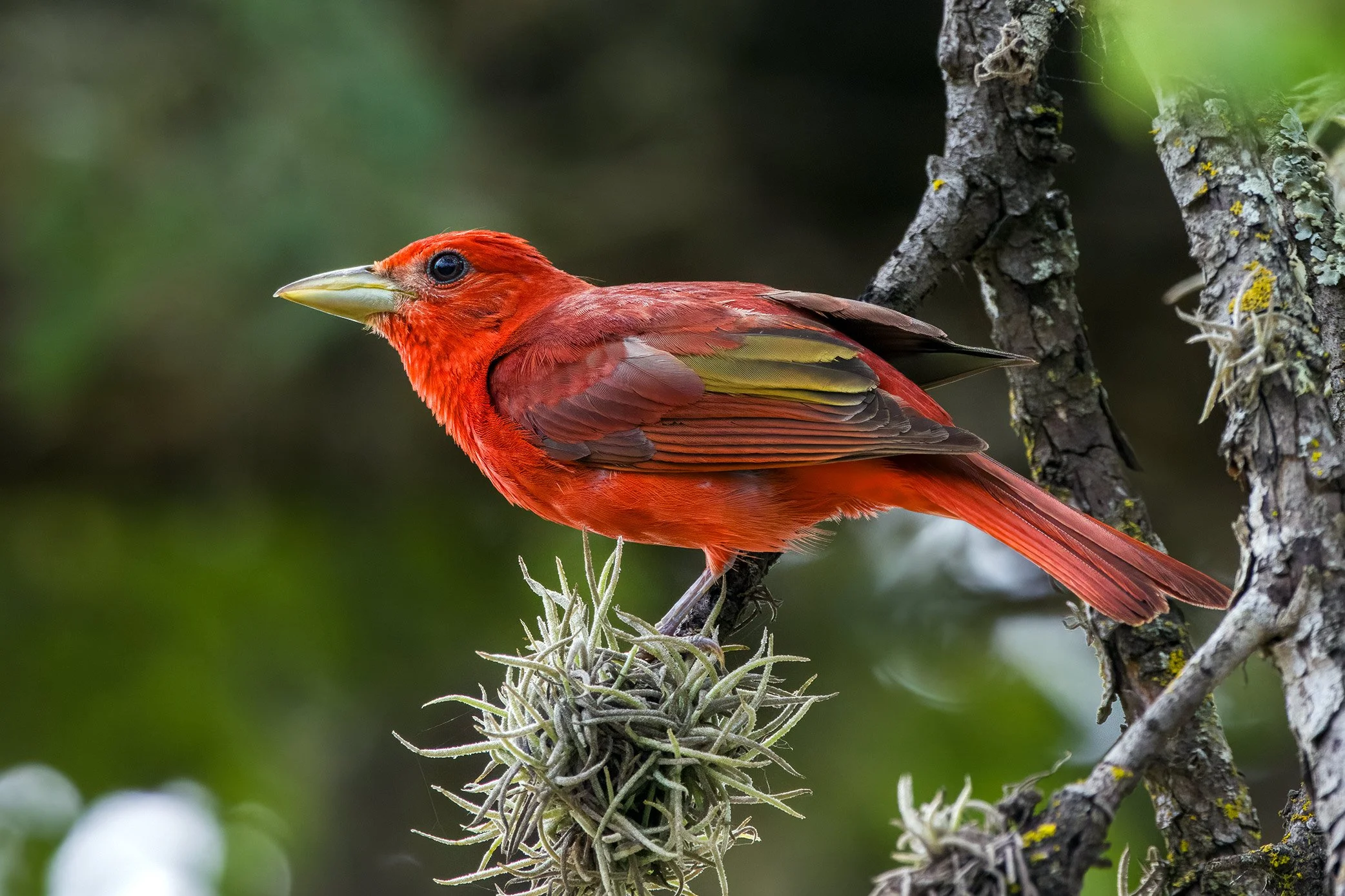 Summer Tanager