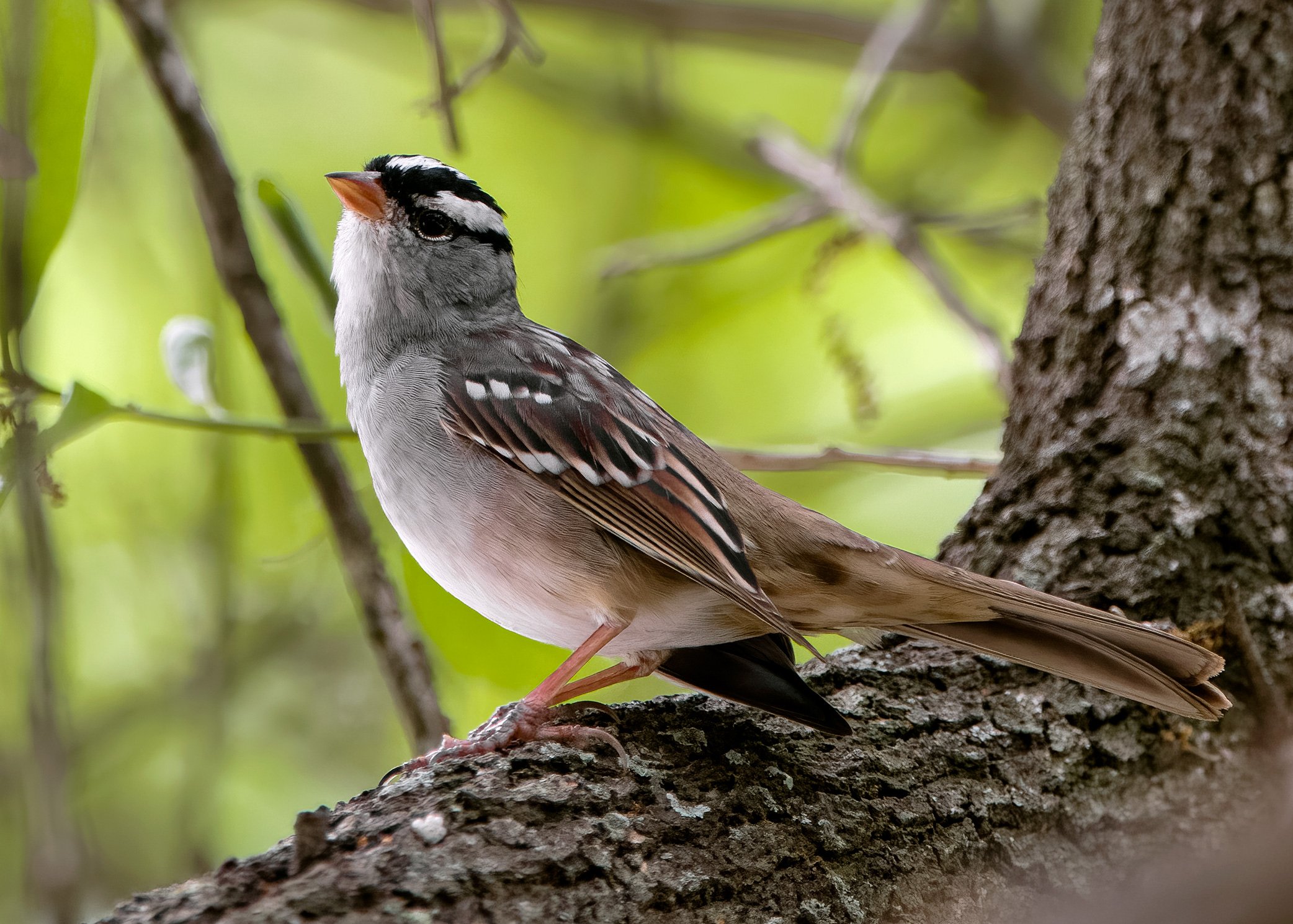White-crowned Sparrow