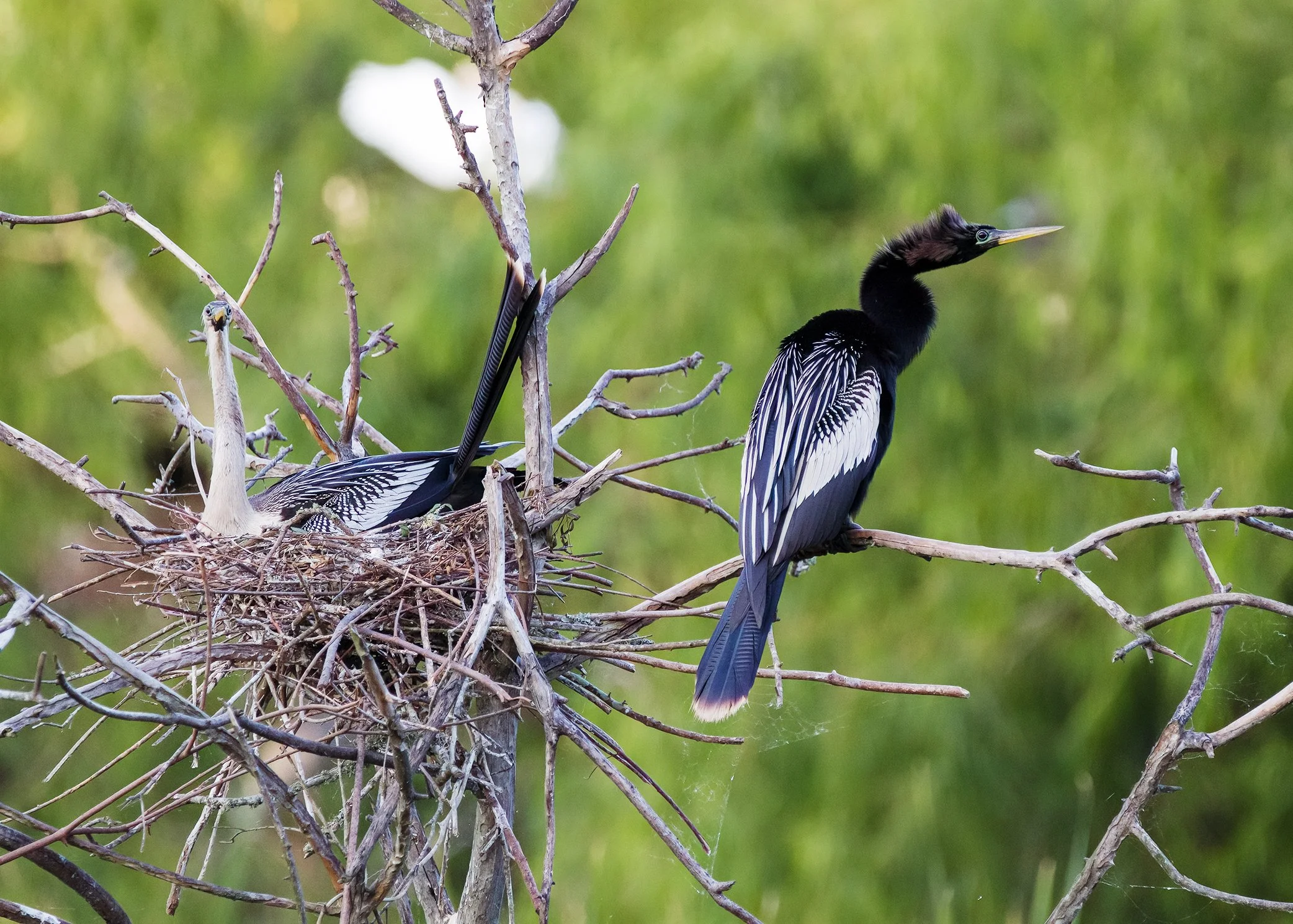 Anhingas