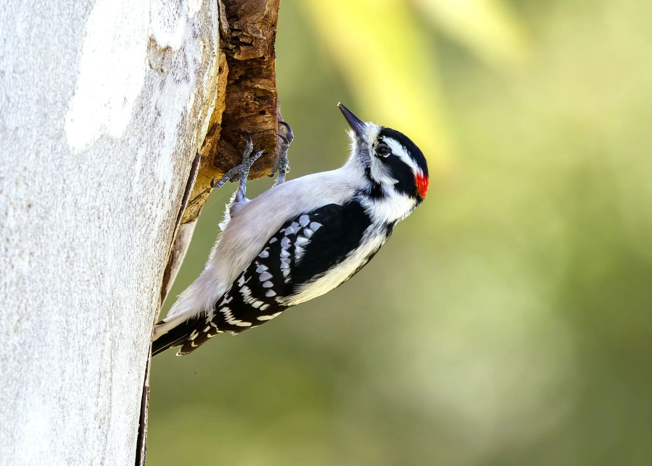 Downy Woodpecker