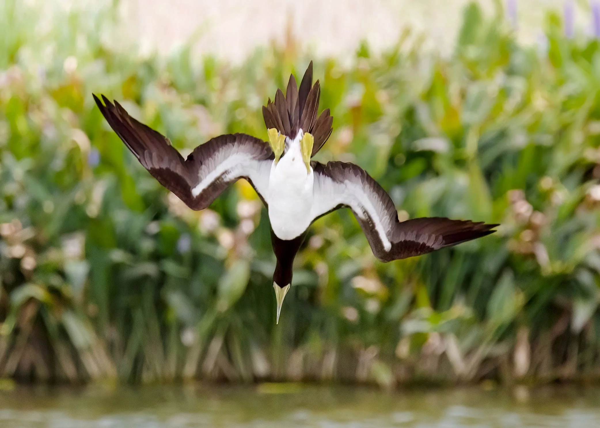 BrownBooby12.jpg