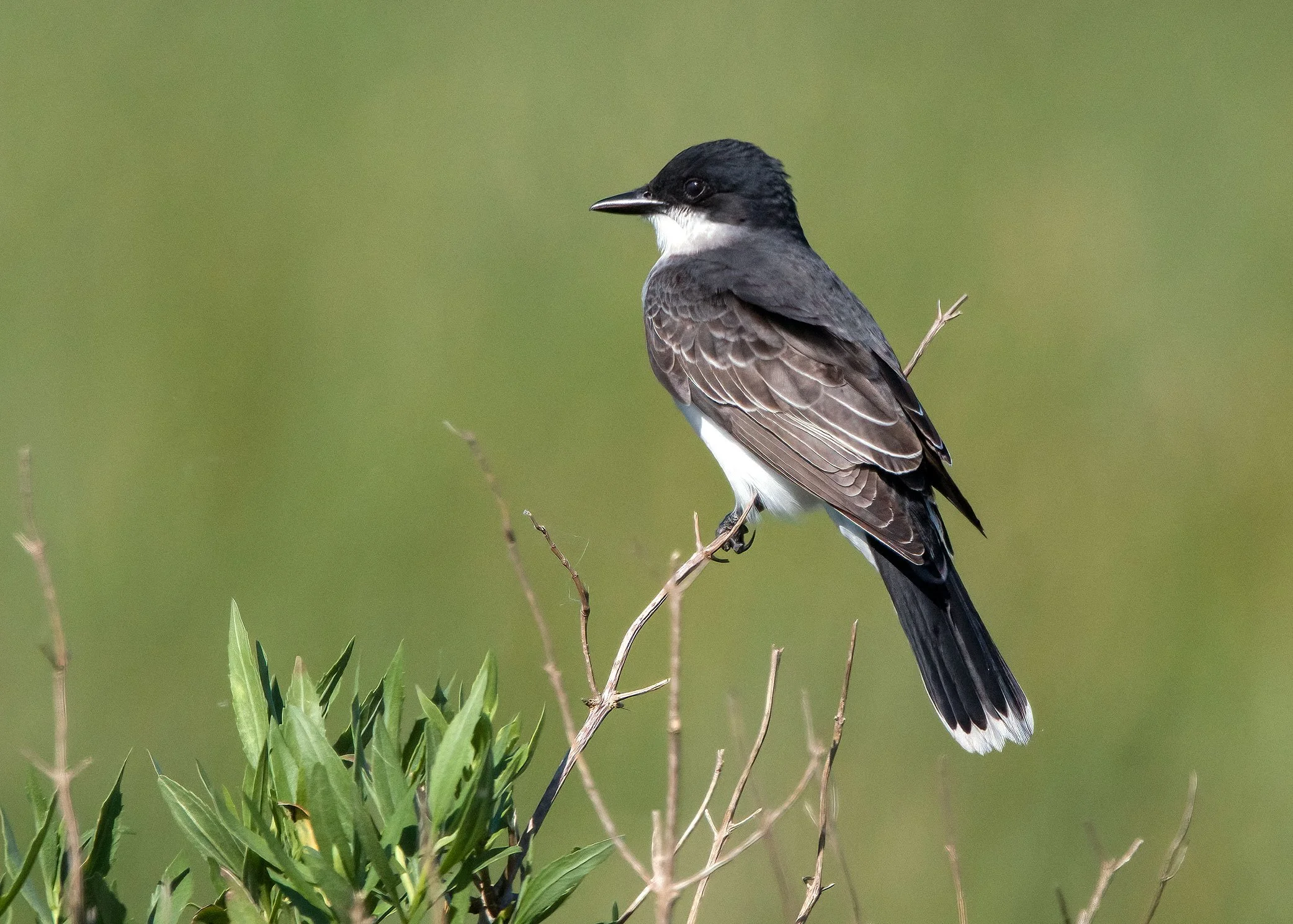 Eastern Kingbird