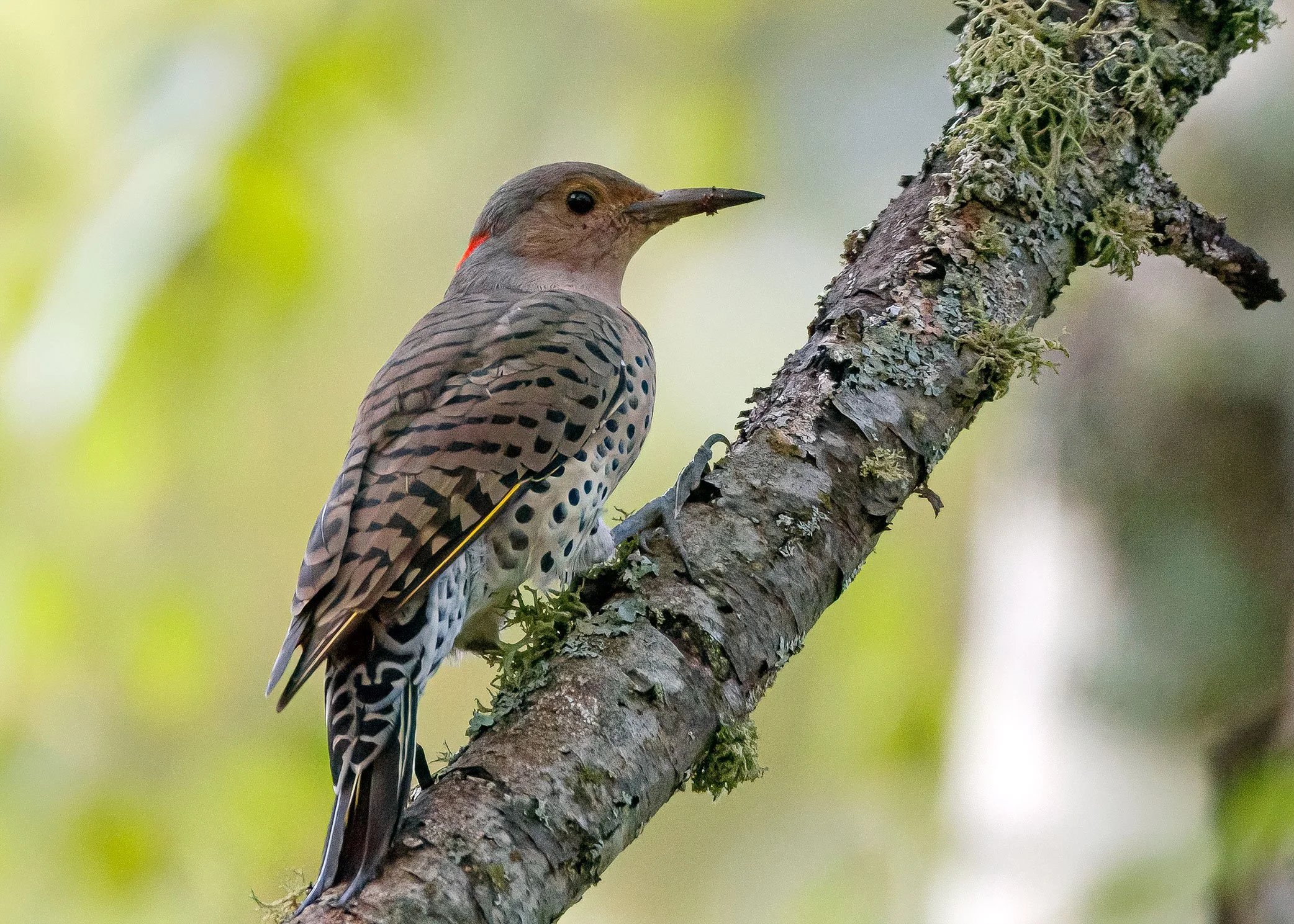 Northern Flicker
