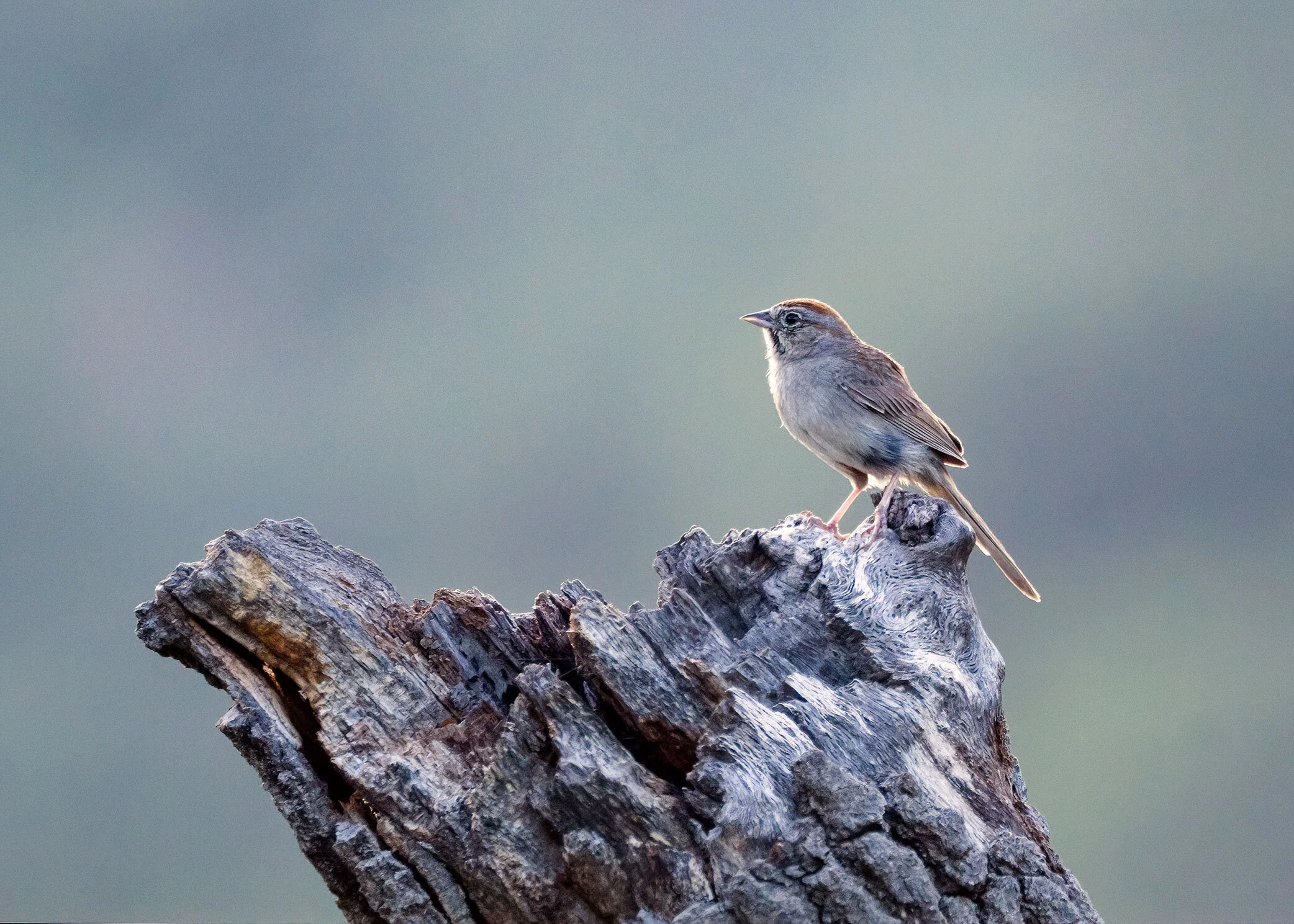 Rufous-crowned Sparrow