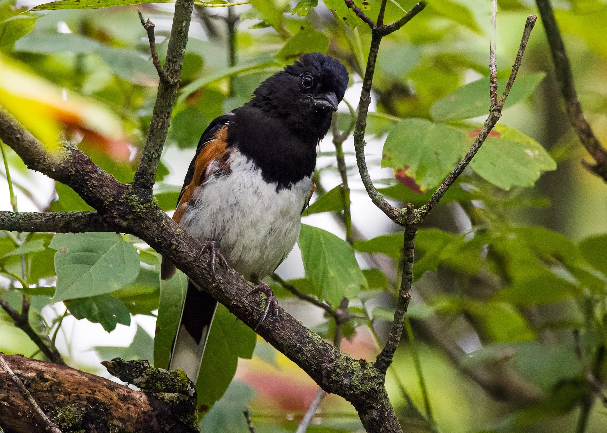 Eastern Towhee