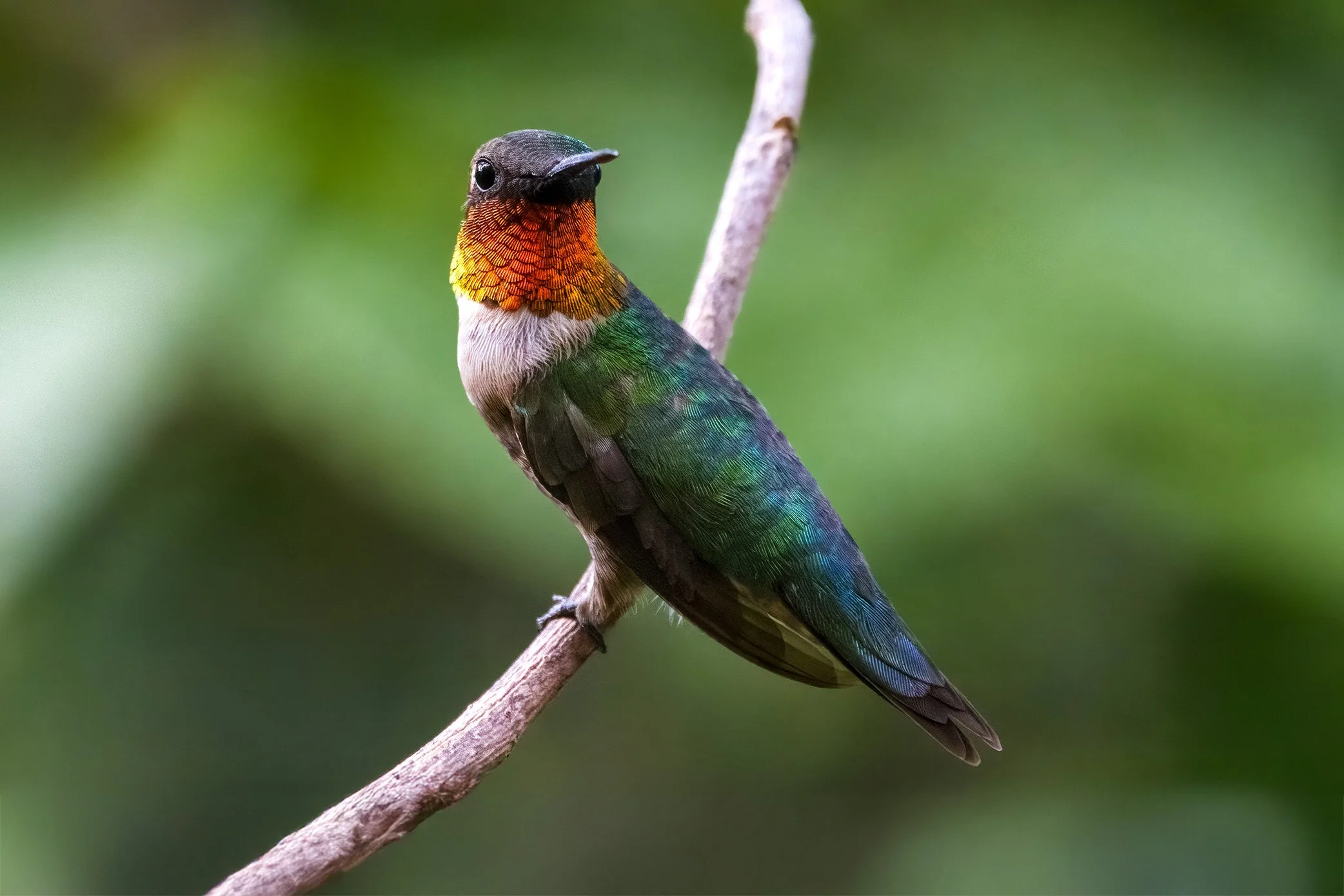 Ruby-throated Hummingbird