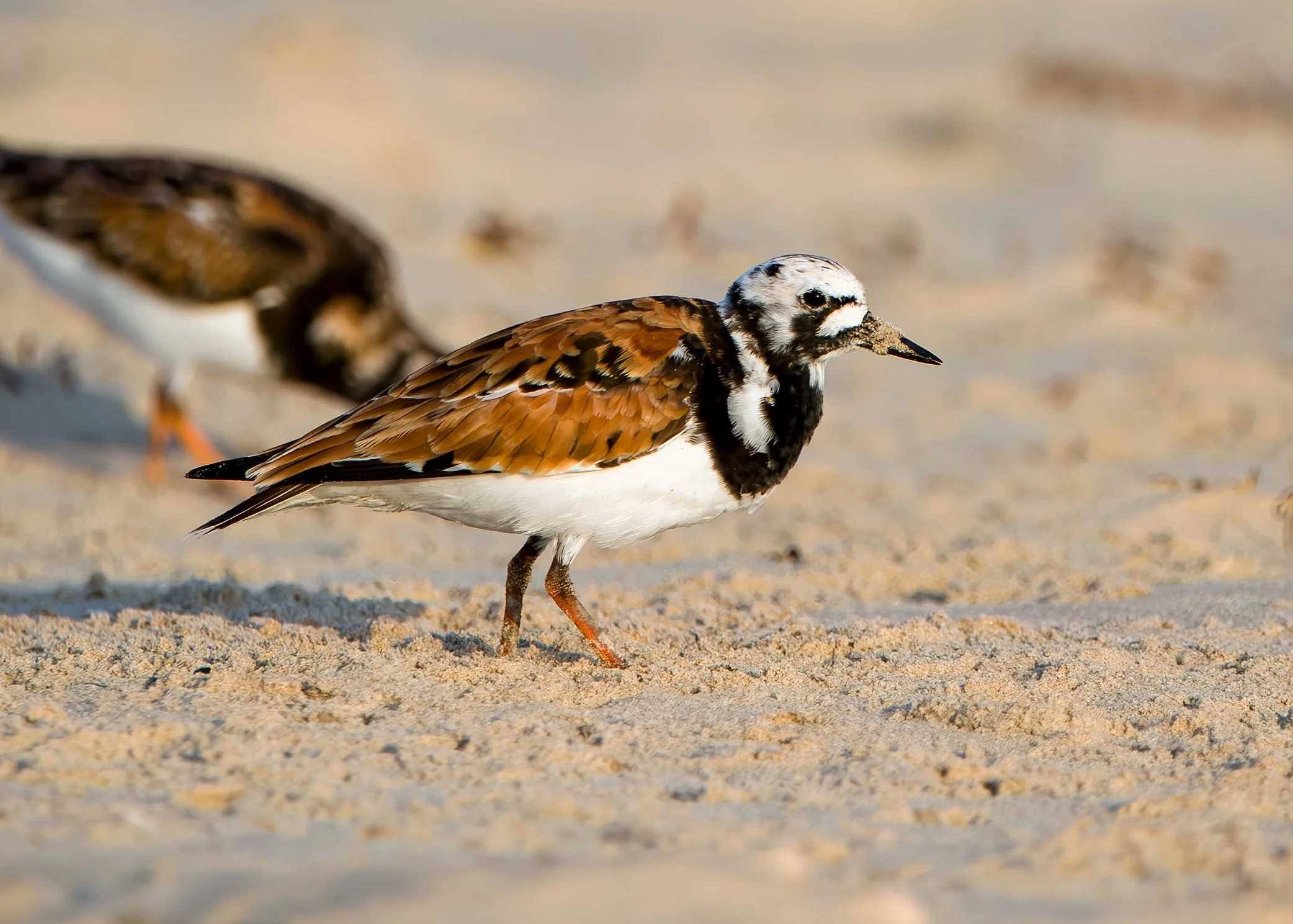 Ruddy Turnstone