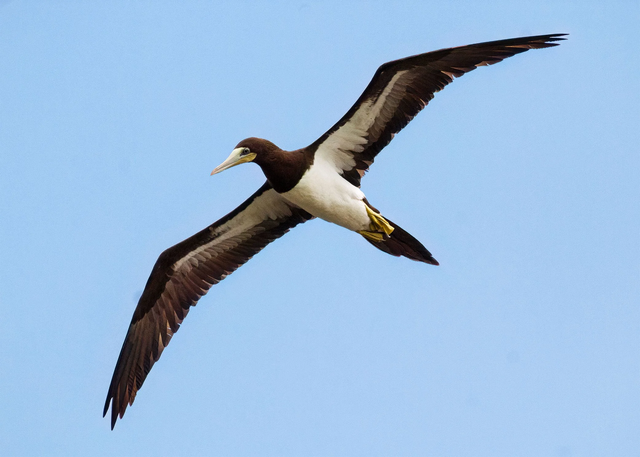 BrownBooby11.jpg