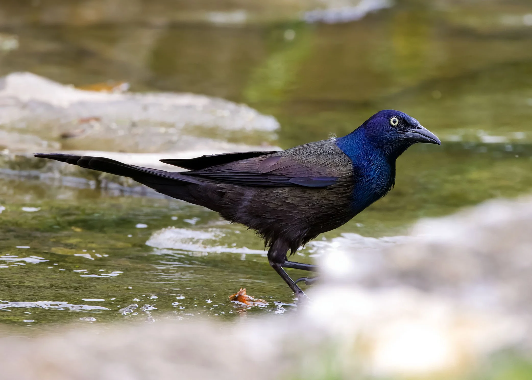 Common Grackle